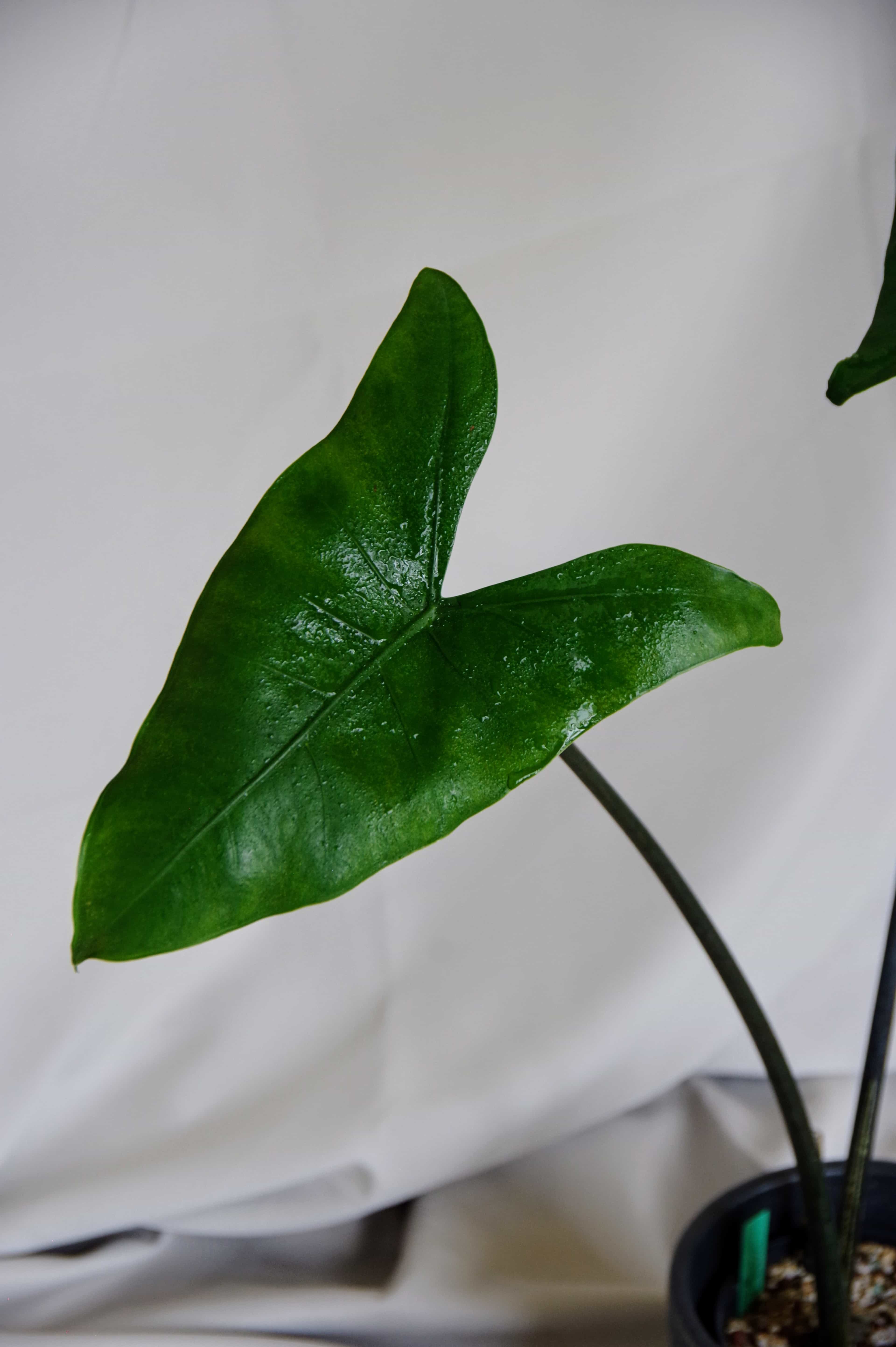 Alocasia Zebrina 'Black Stem'