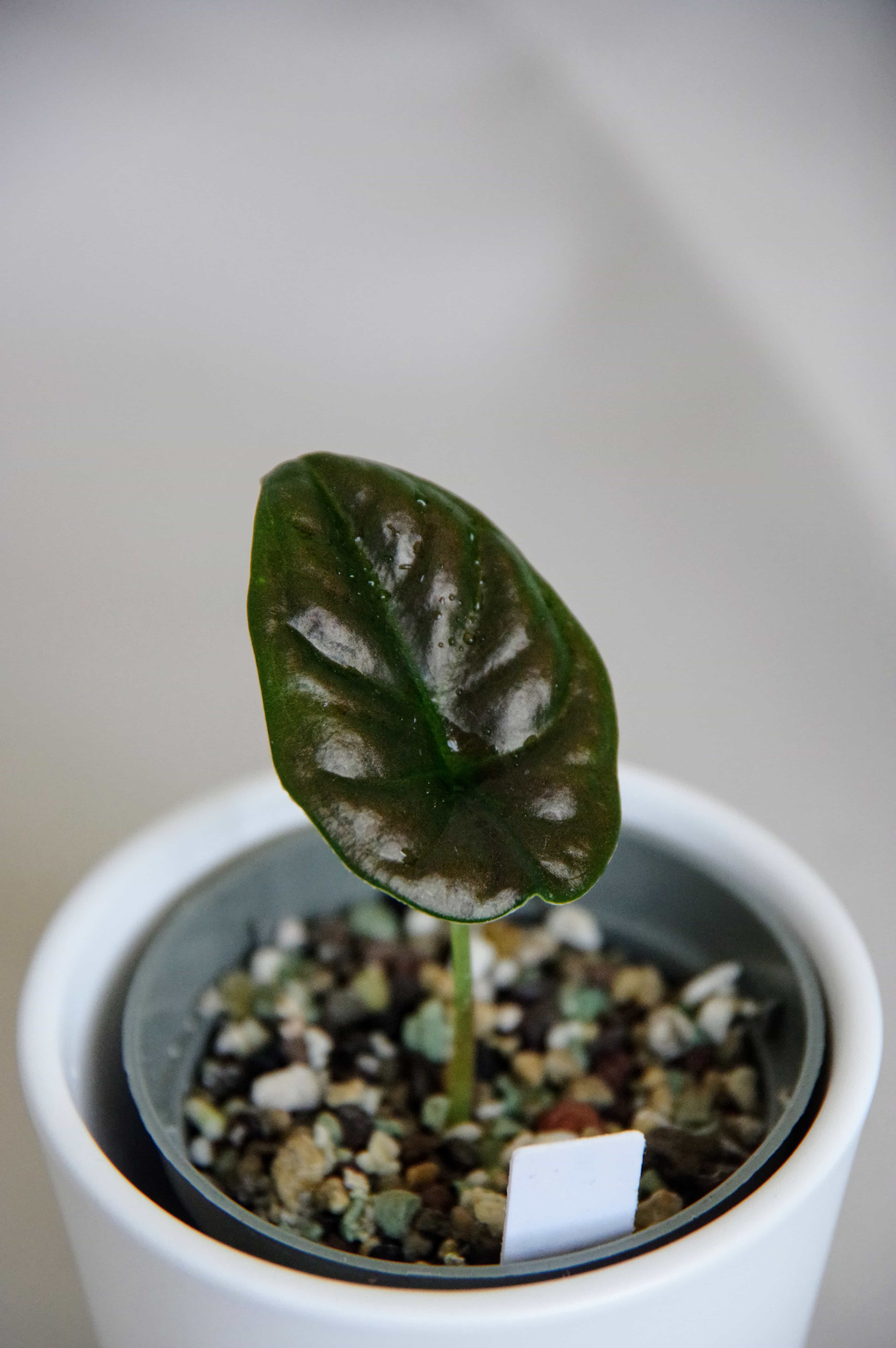 Alocasia Infernalis 'Black Magic'