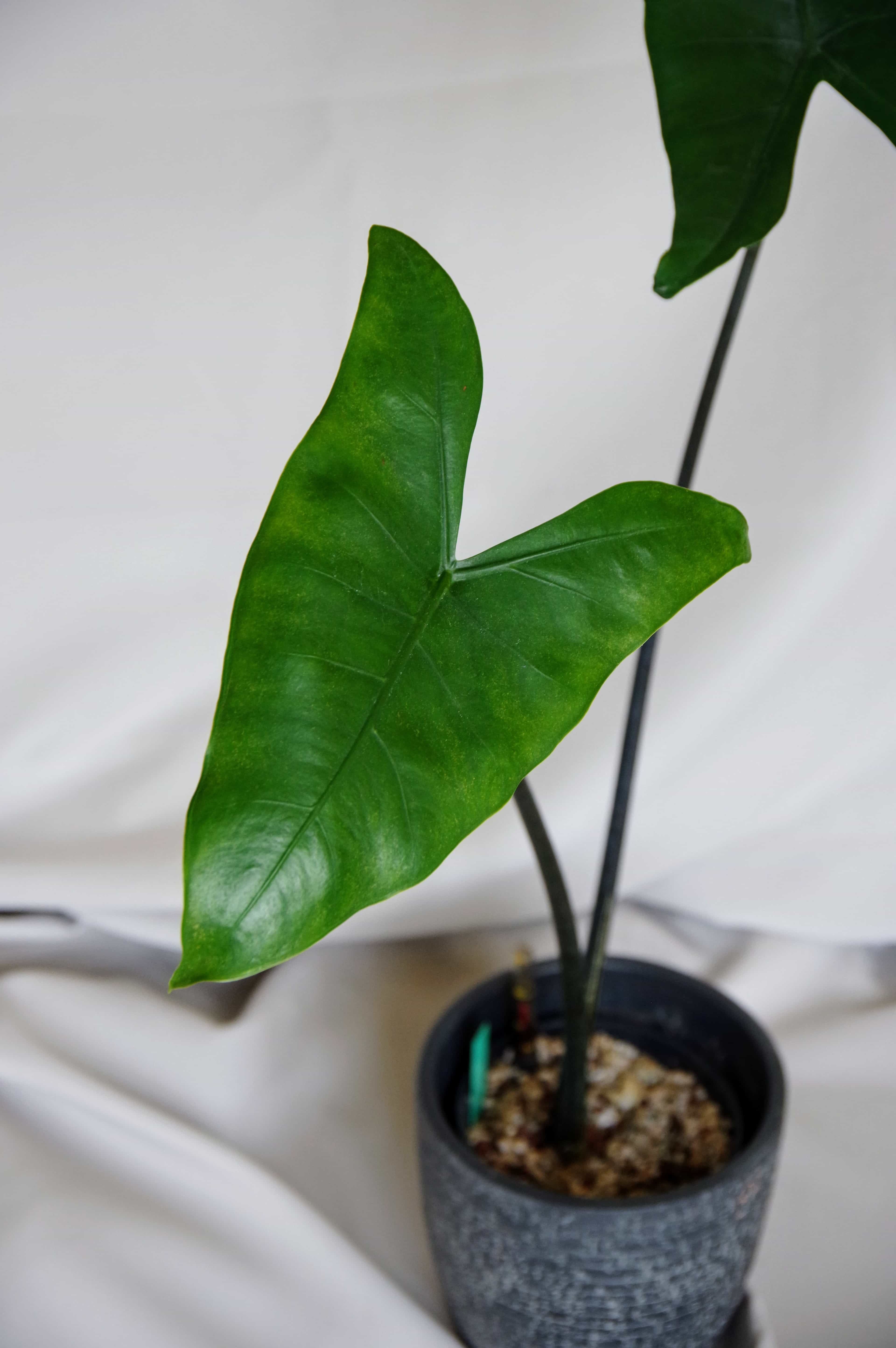 Alocasia Zebrina 'Black Stem'