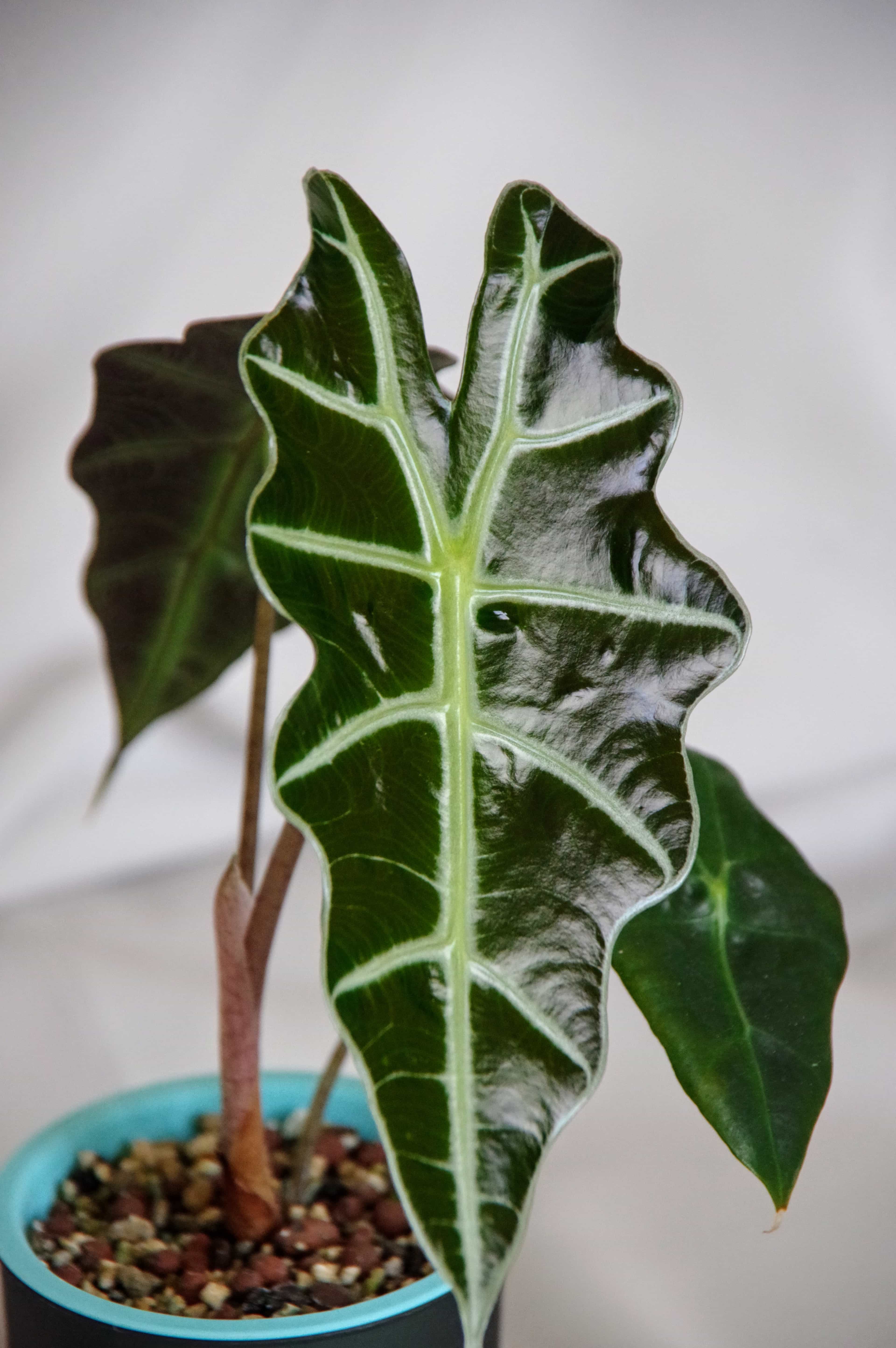 Alocasia Amazonica 'Polly'