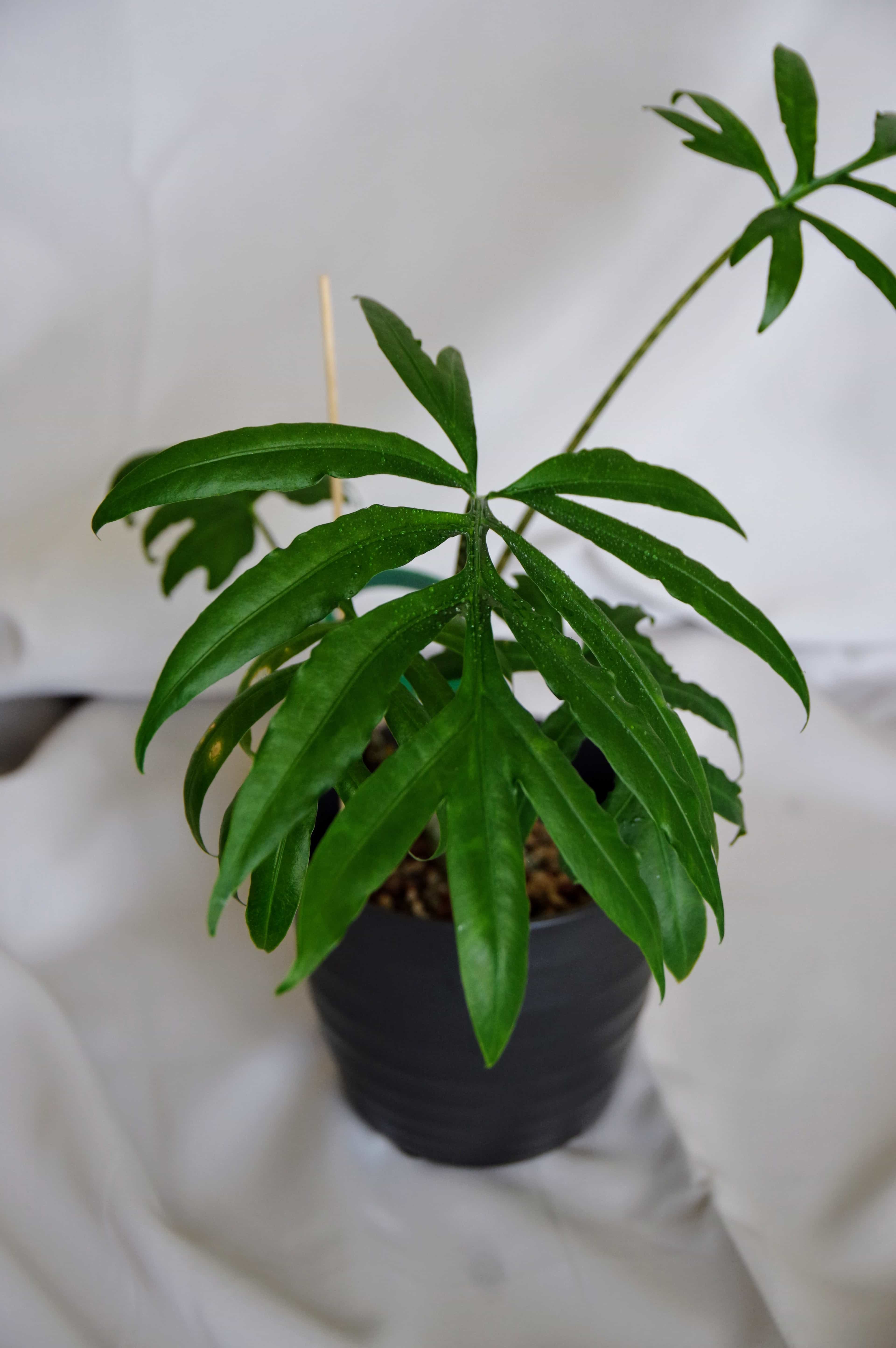 Alocasia Brancifolia