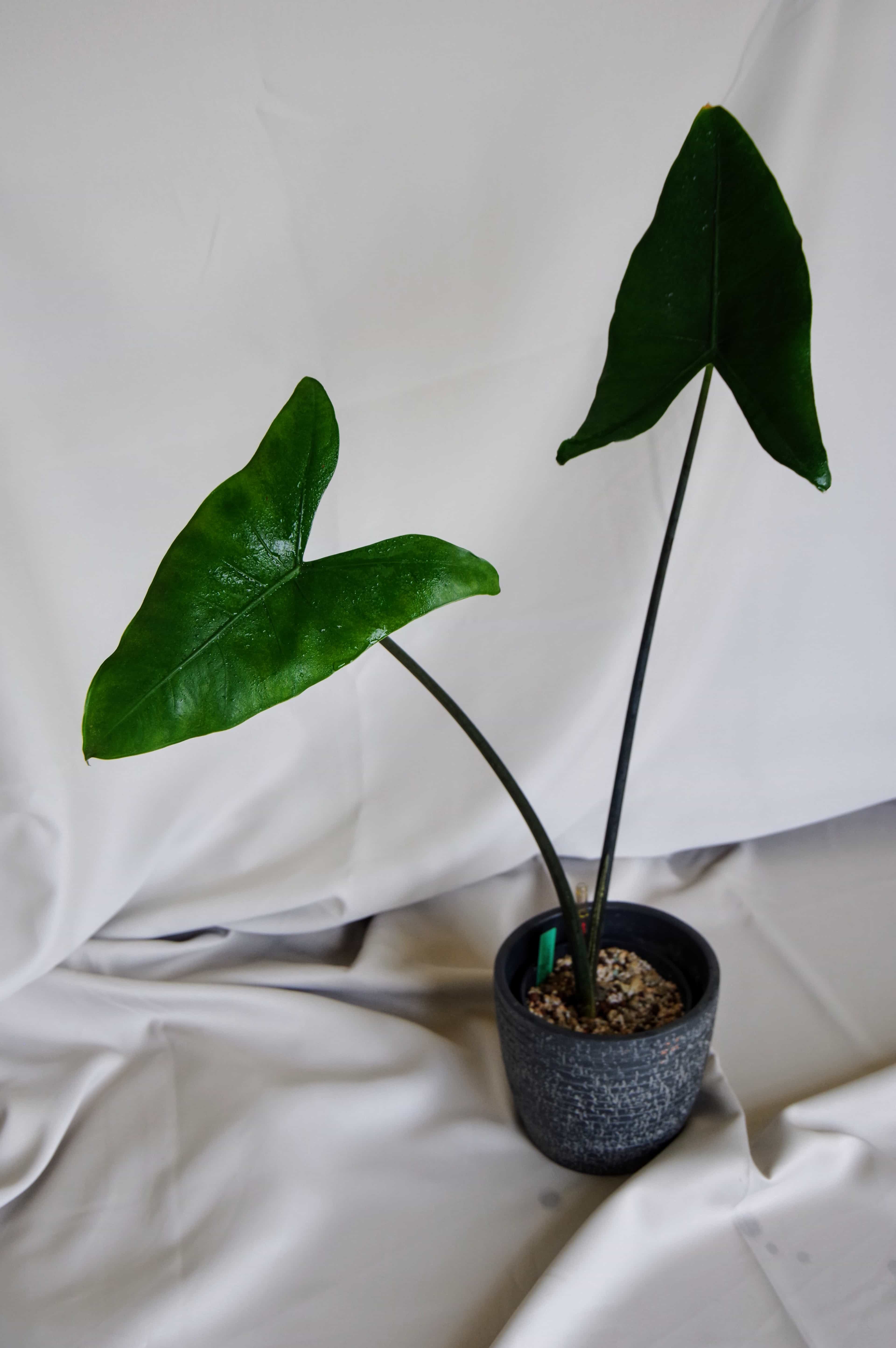 Alocasia Zebrina 'Black Stem'