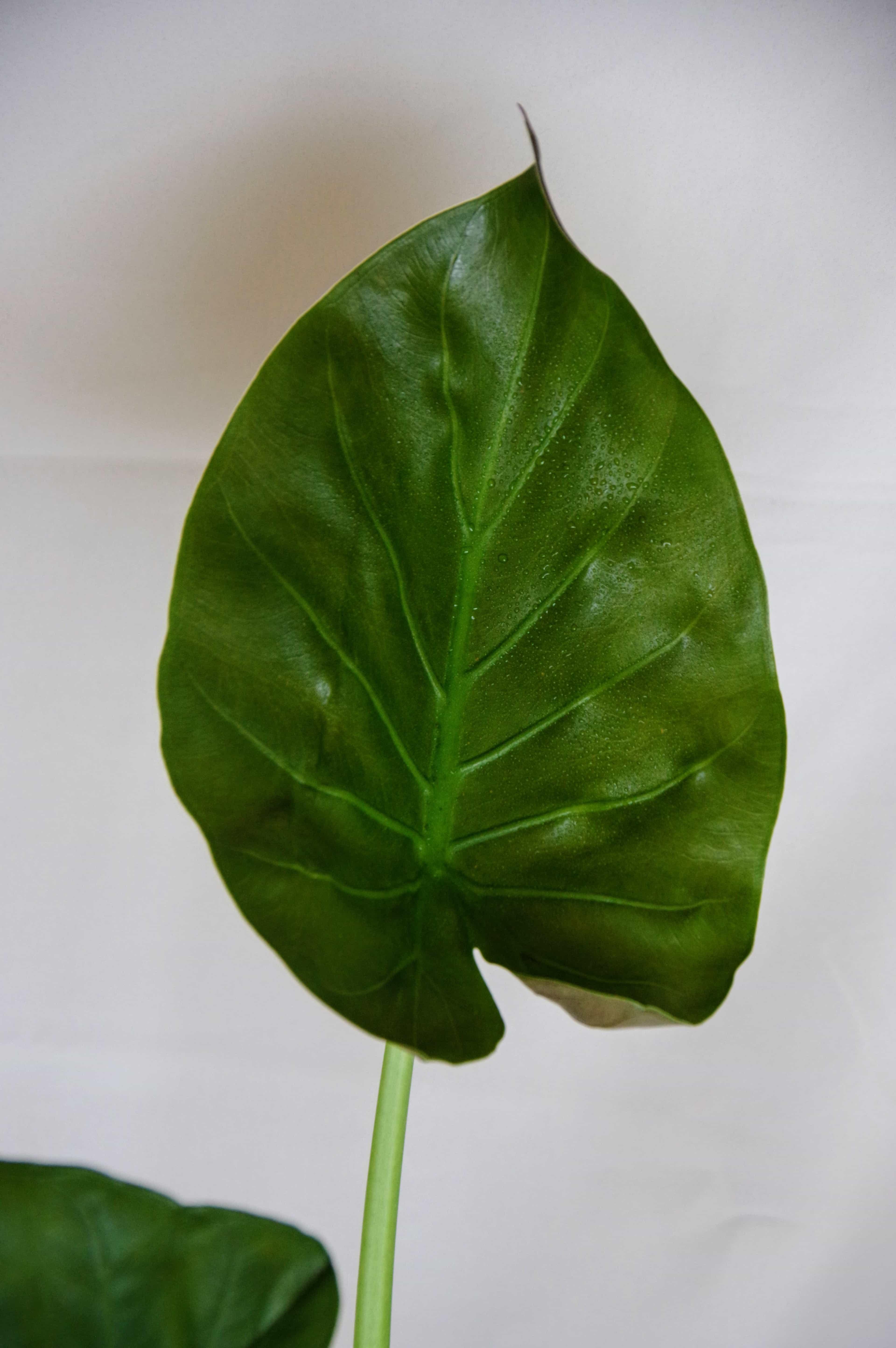 Alocasia Wentii