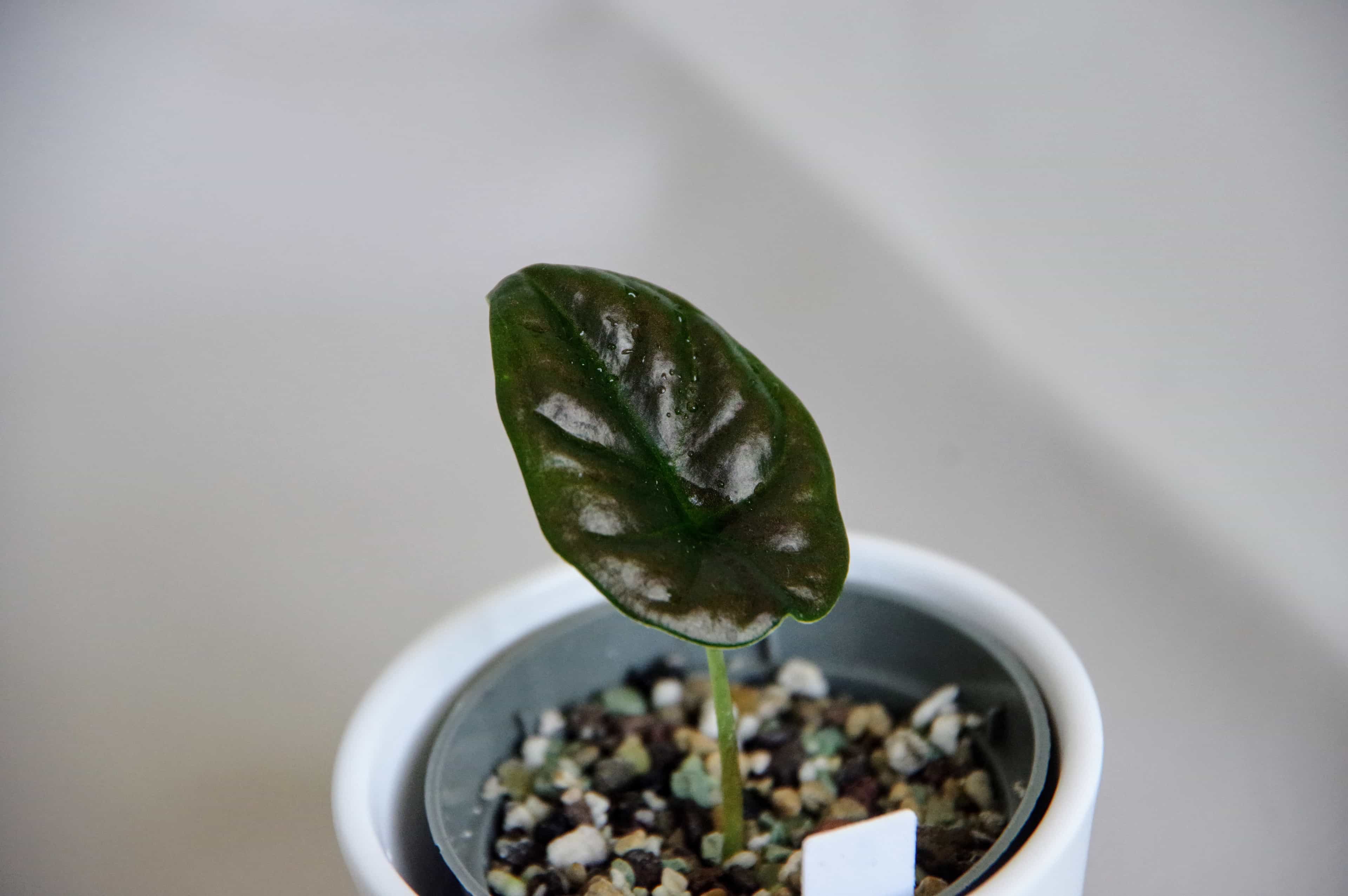 Alocasia Infernalis 'Black Magic'