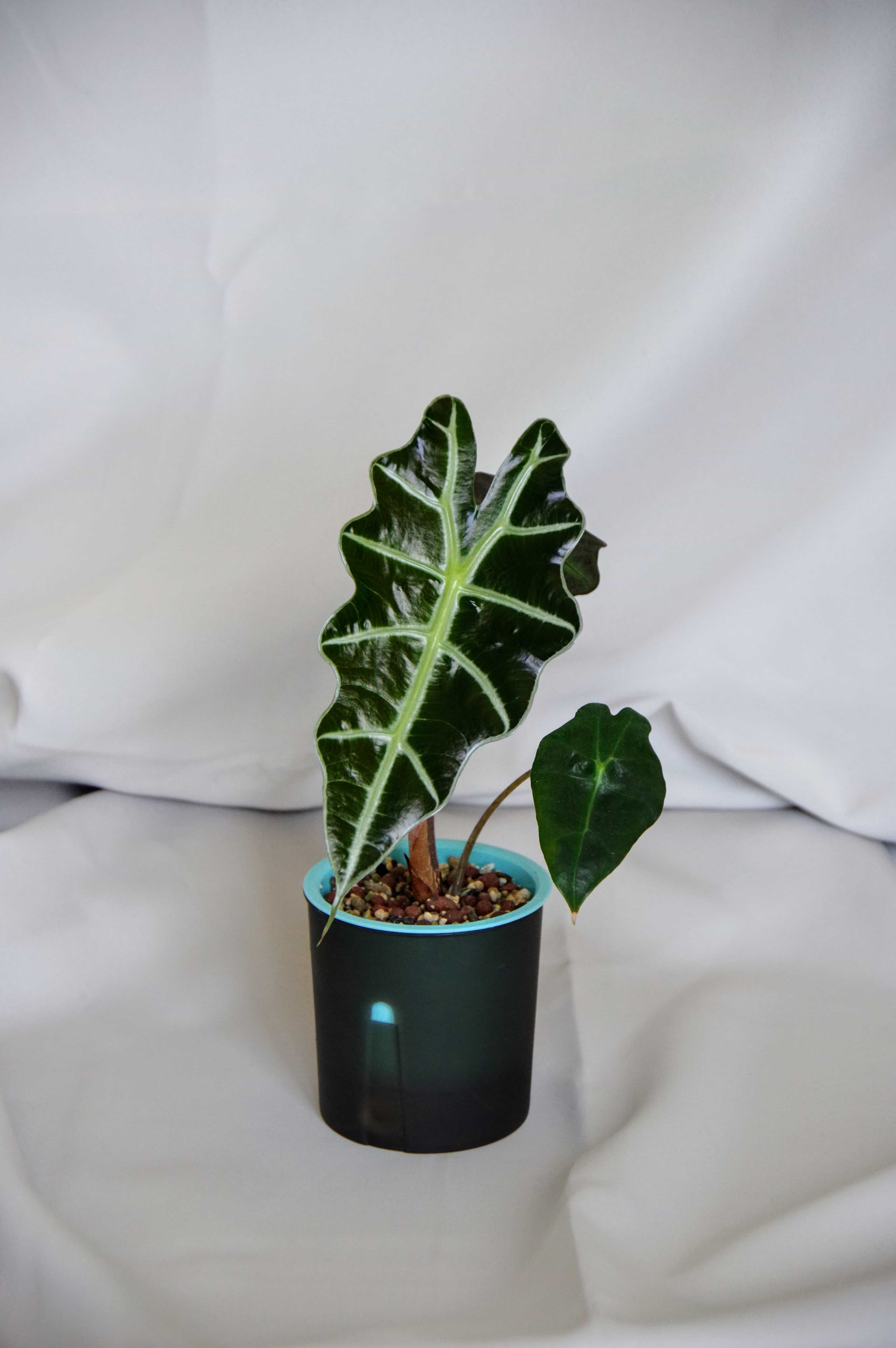 Alocasia Amazonica 'Polly'