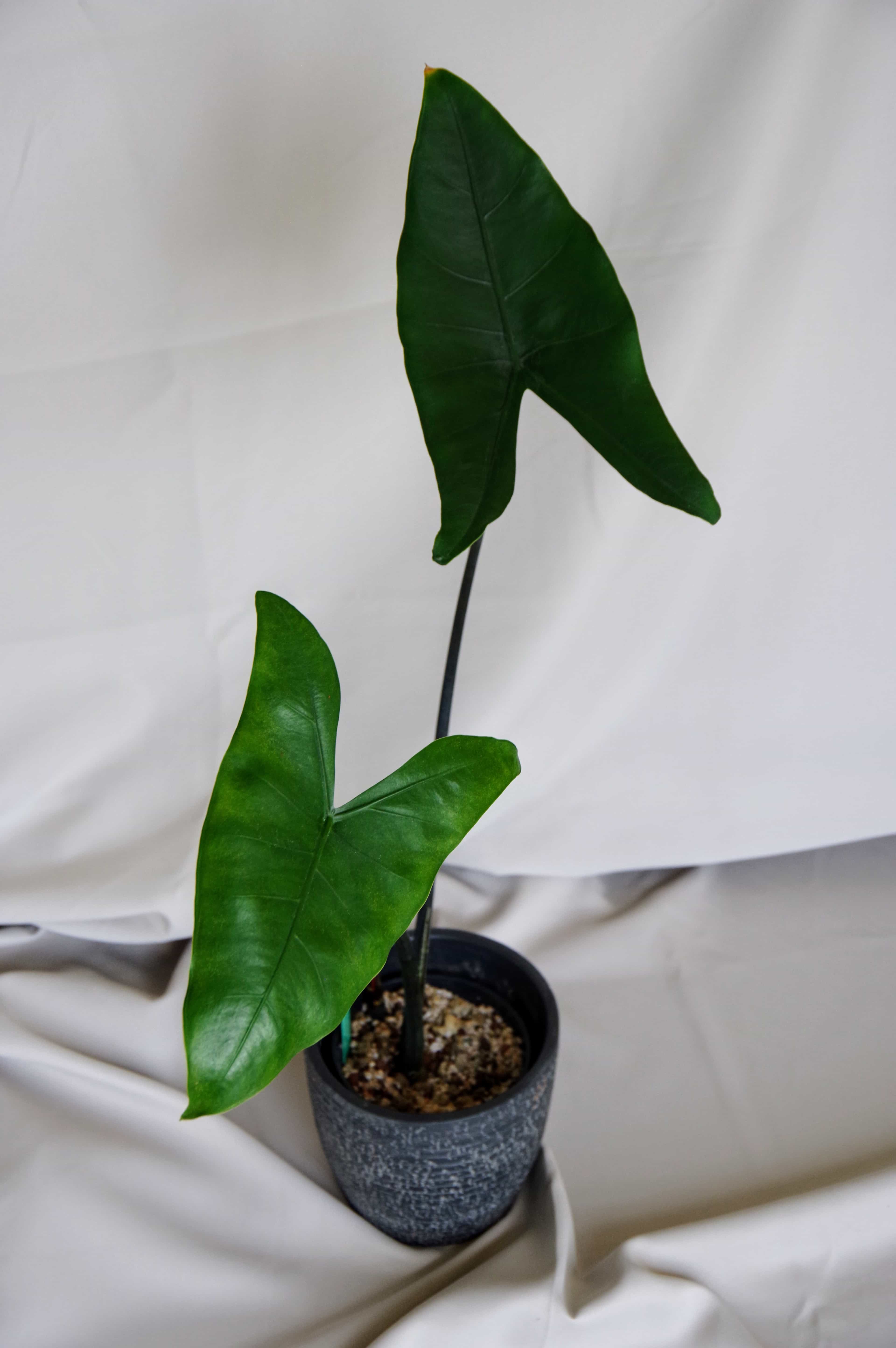 Alocasia Zebrina 'Black Stem'