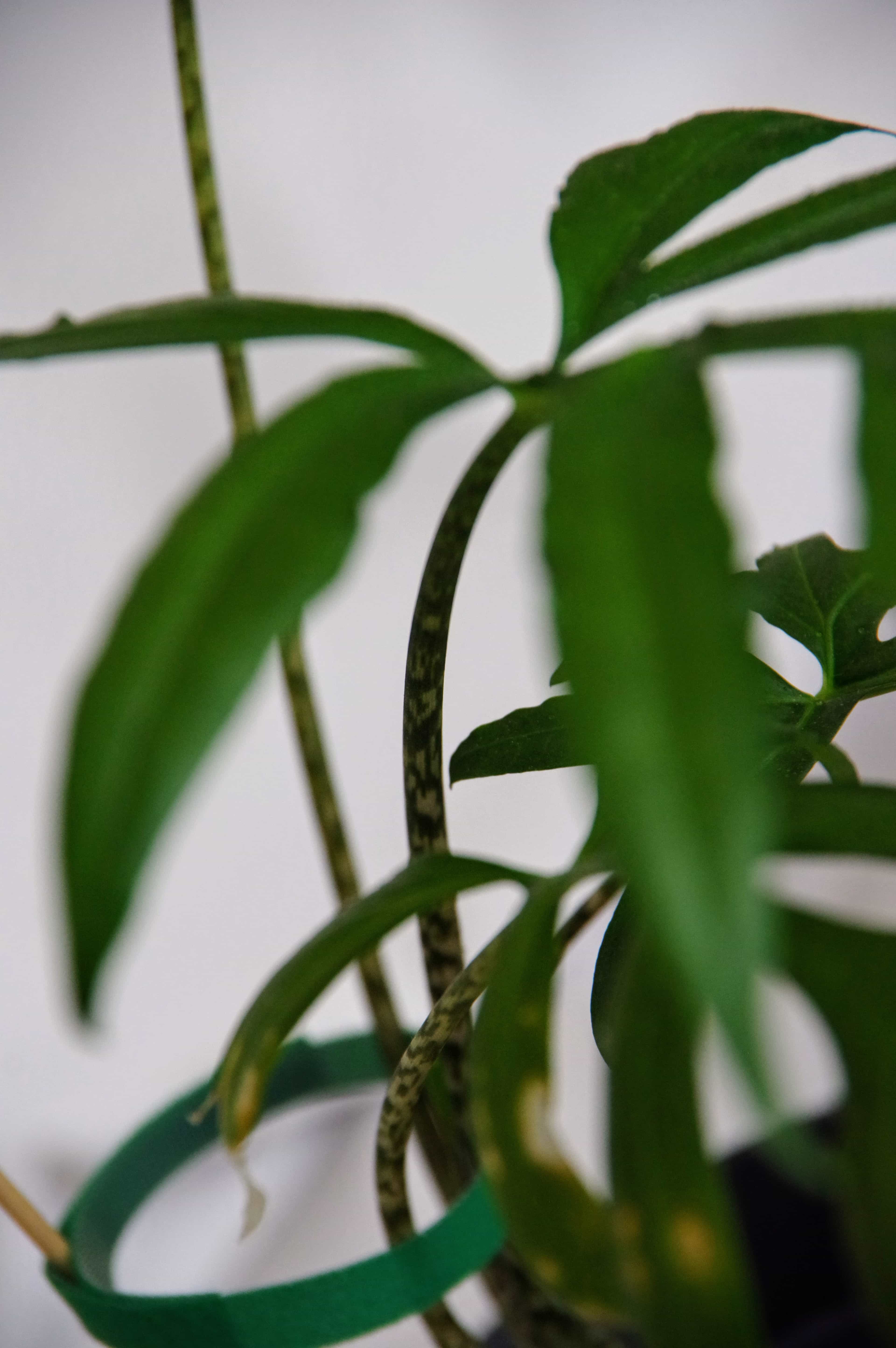 Alocasia Brancifolia