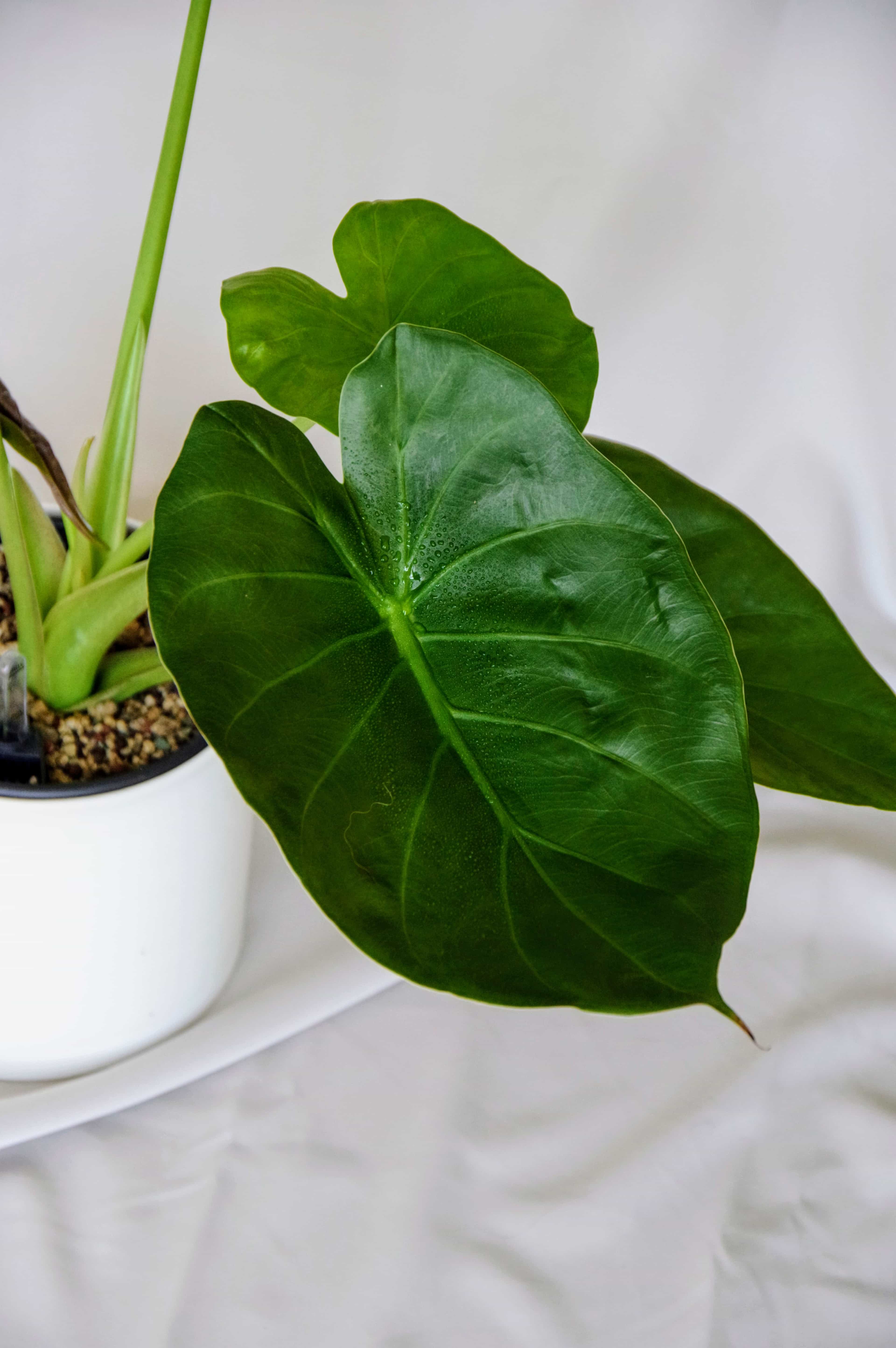 Alocasia Wentii