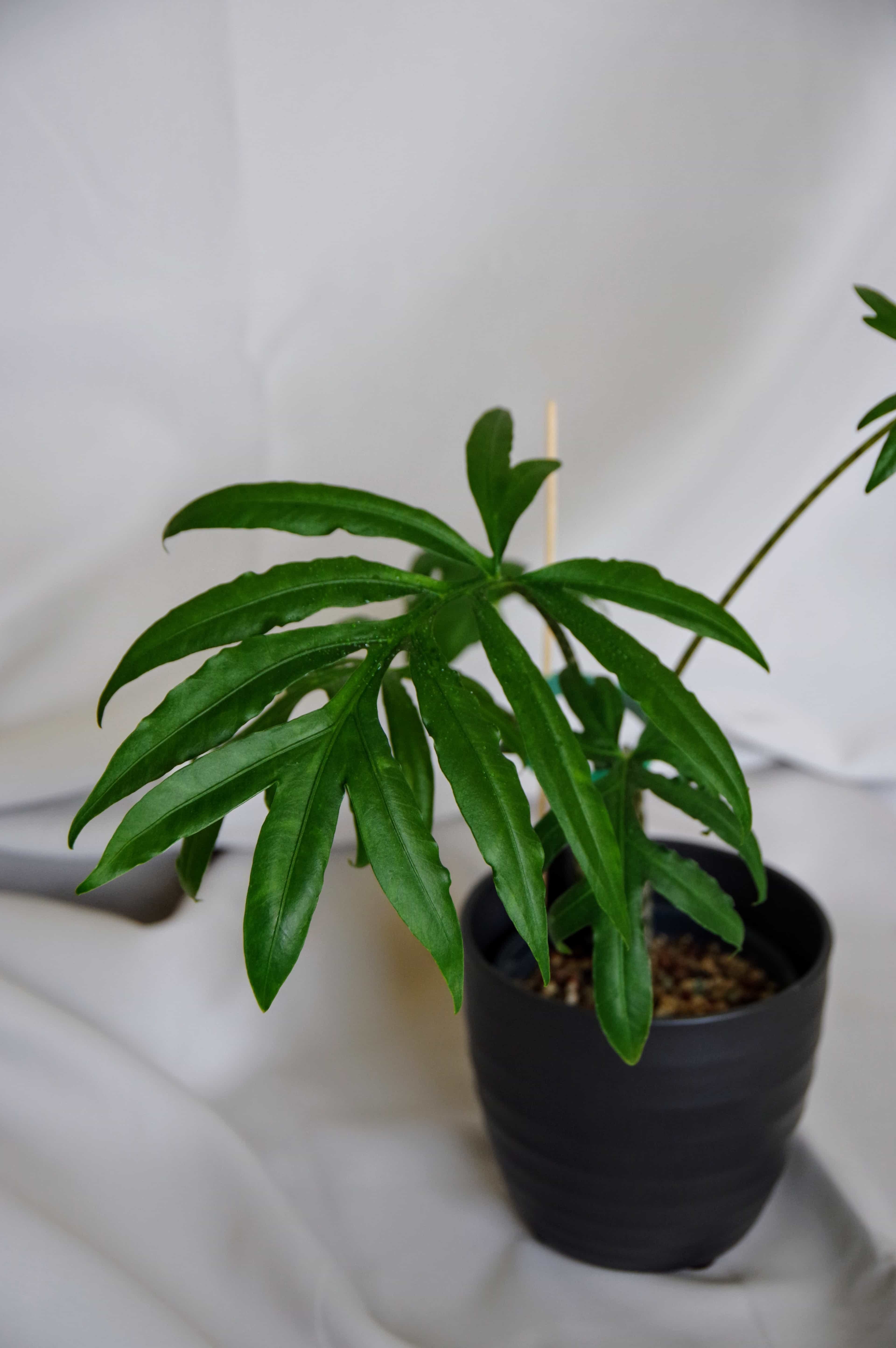 Alocasia Brancifolia