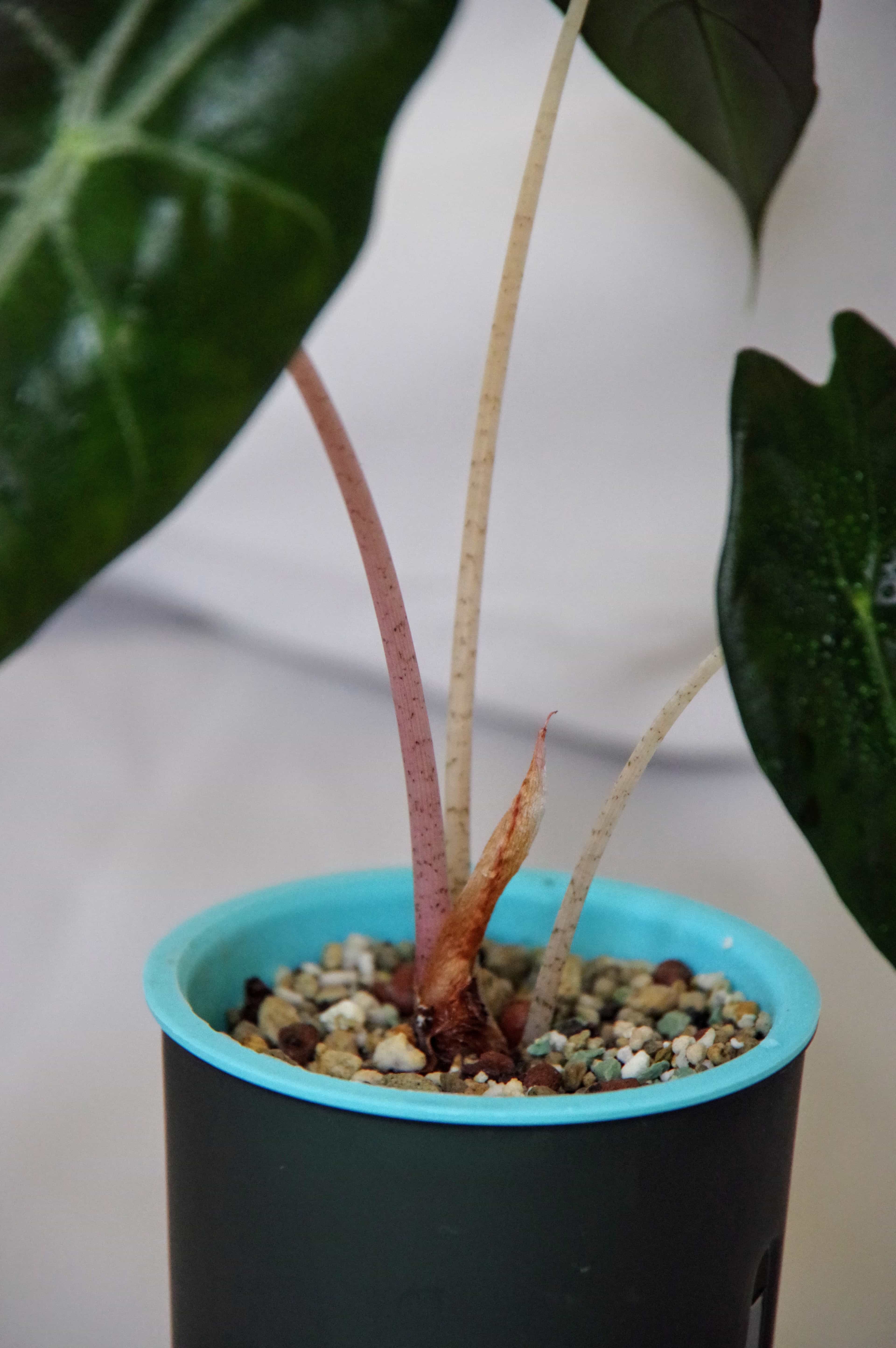 Alocasia Baginda 'Pink Dragon'