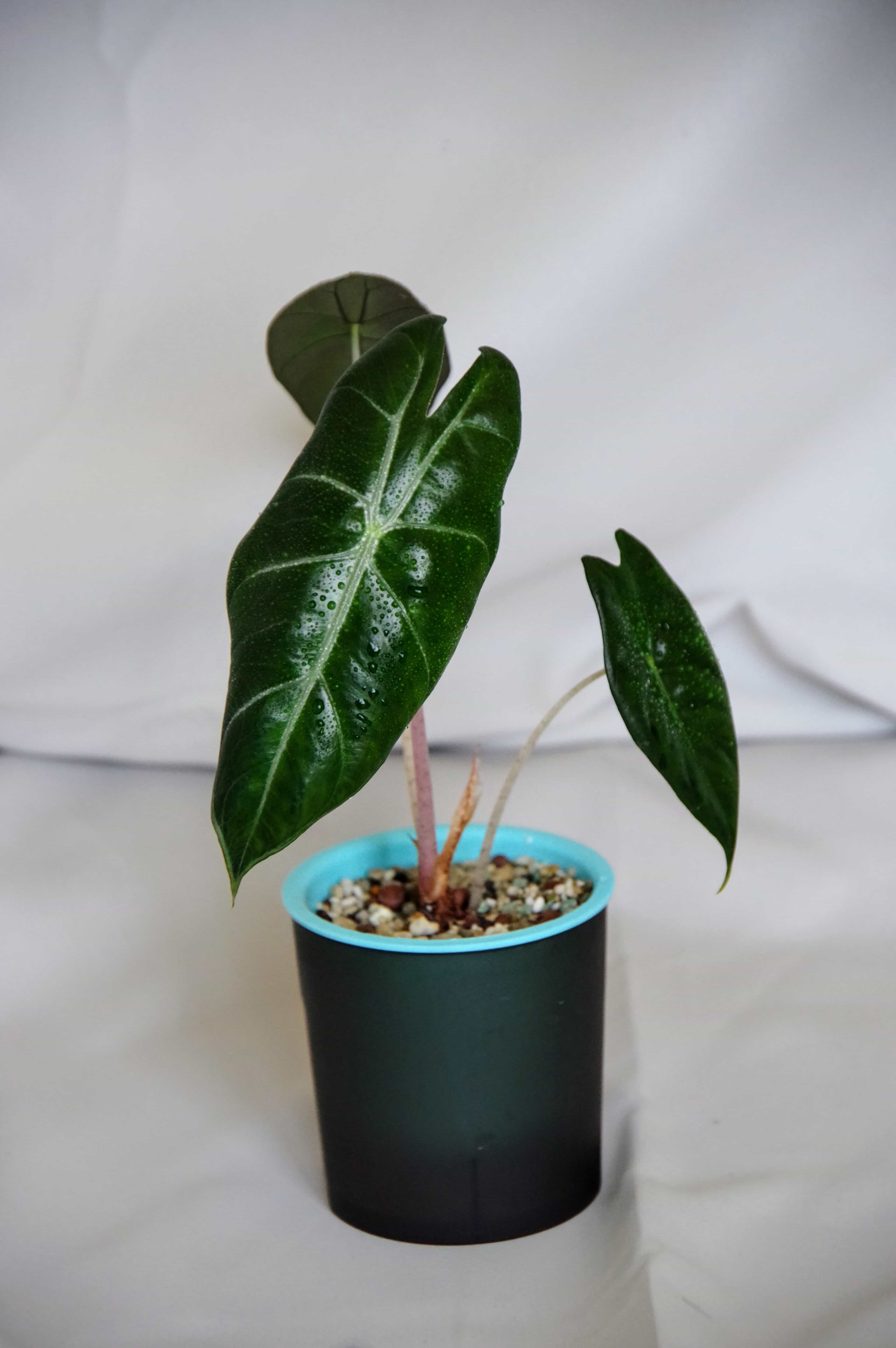 Alocasia Baginda 'Pink Dragon'