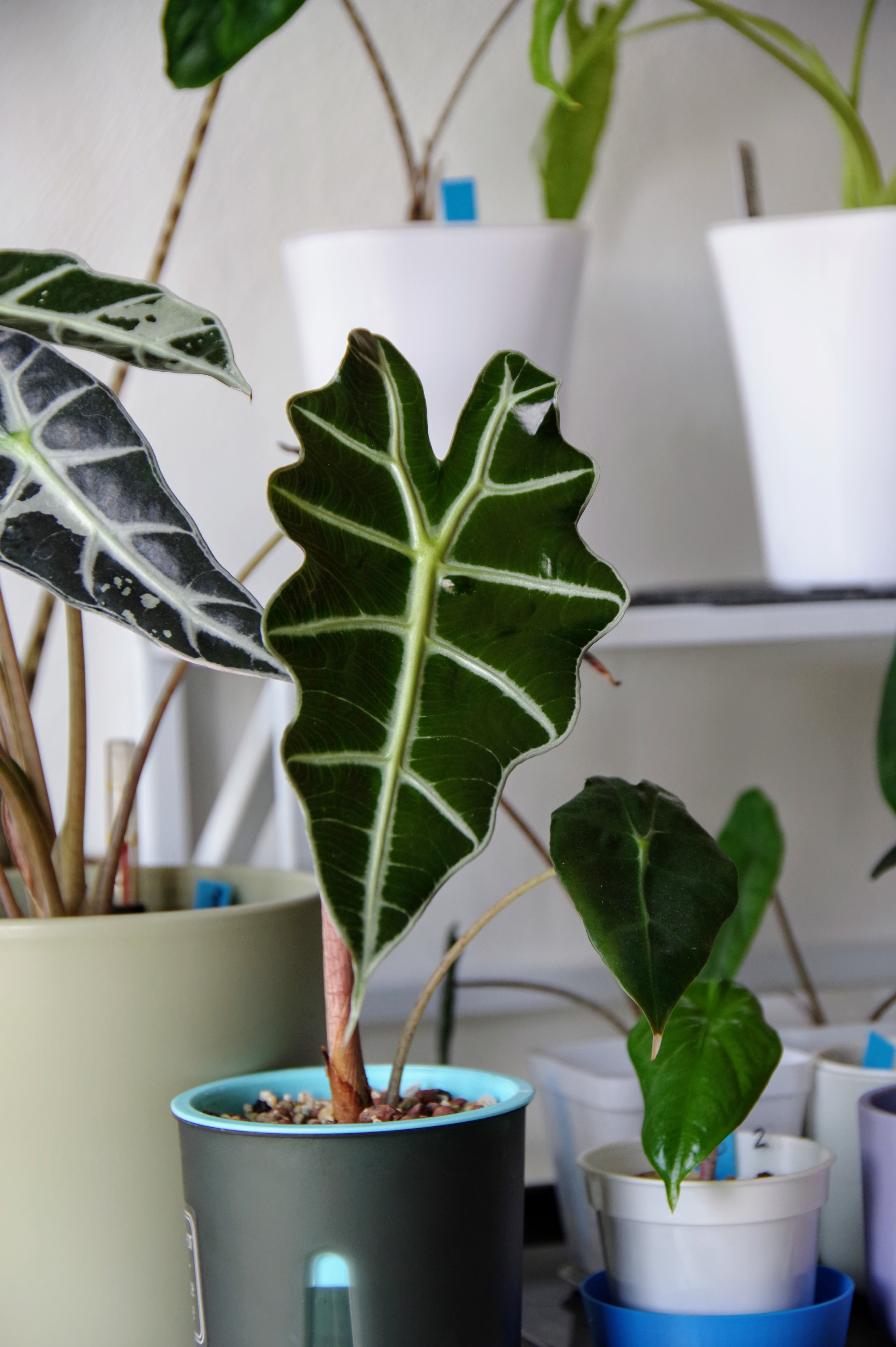 Alocasia Amazonica 'Polly'