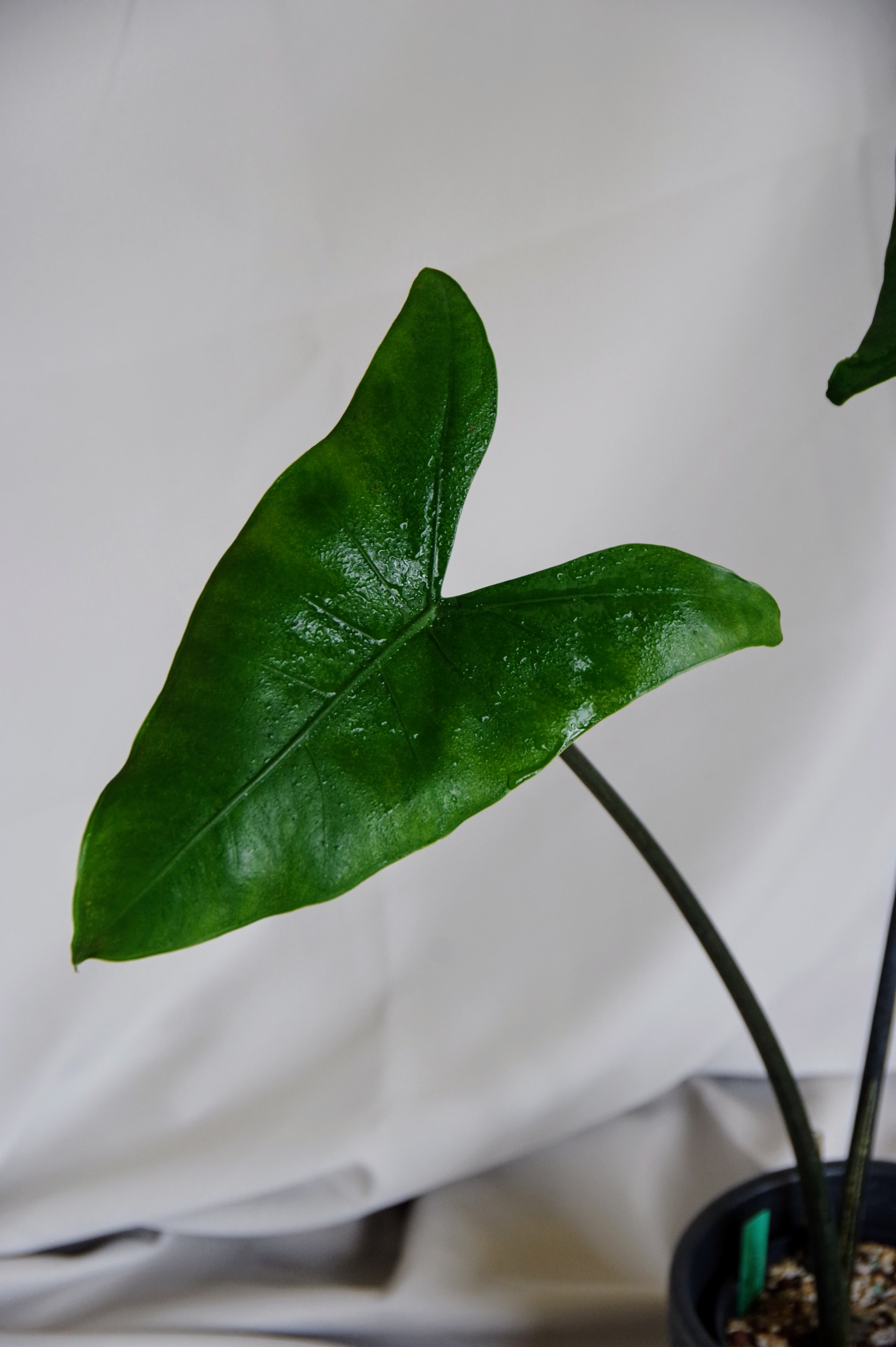 Alocasia Zebrina 'Black Stem'