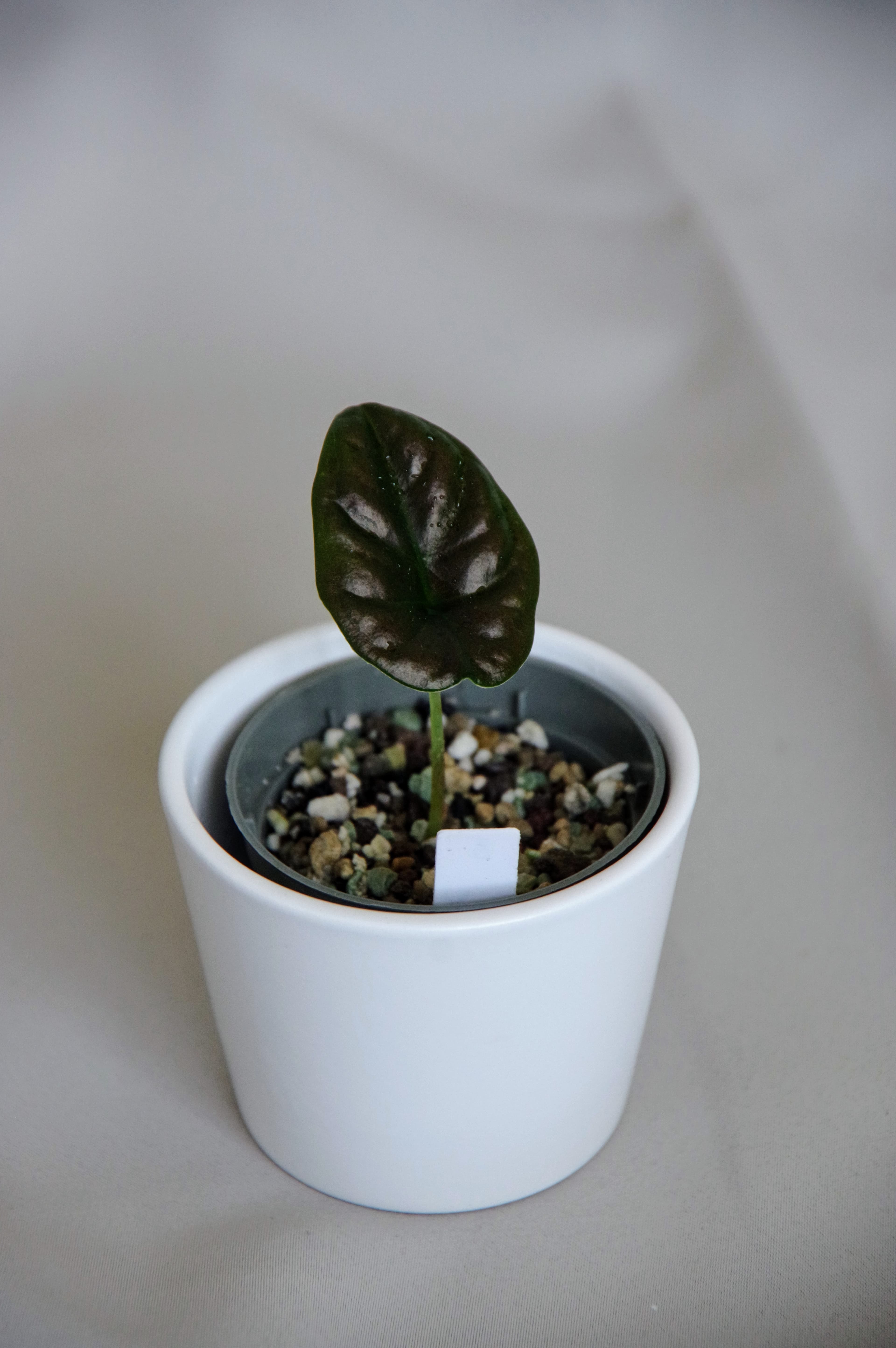 Alocasia Infernalis 'Black Magic'