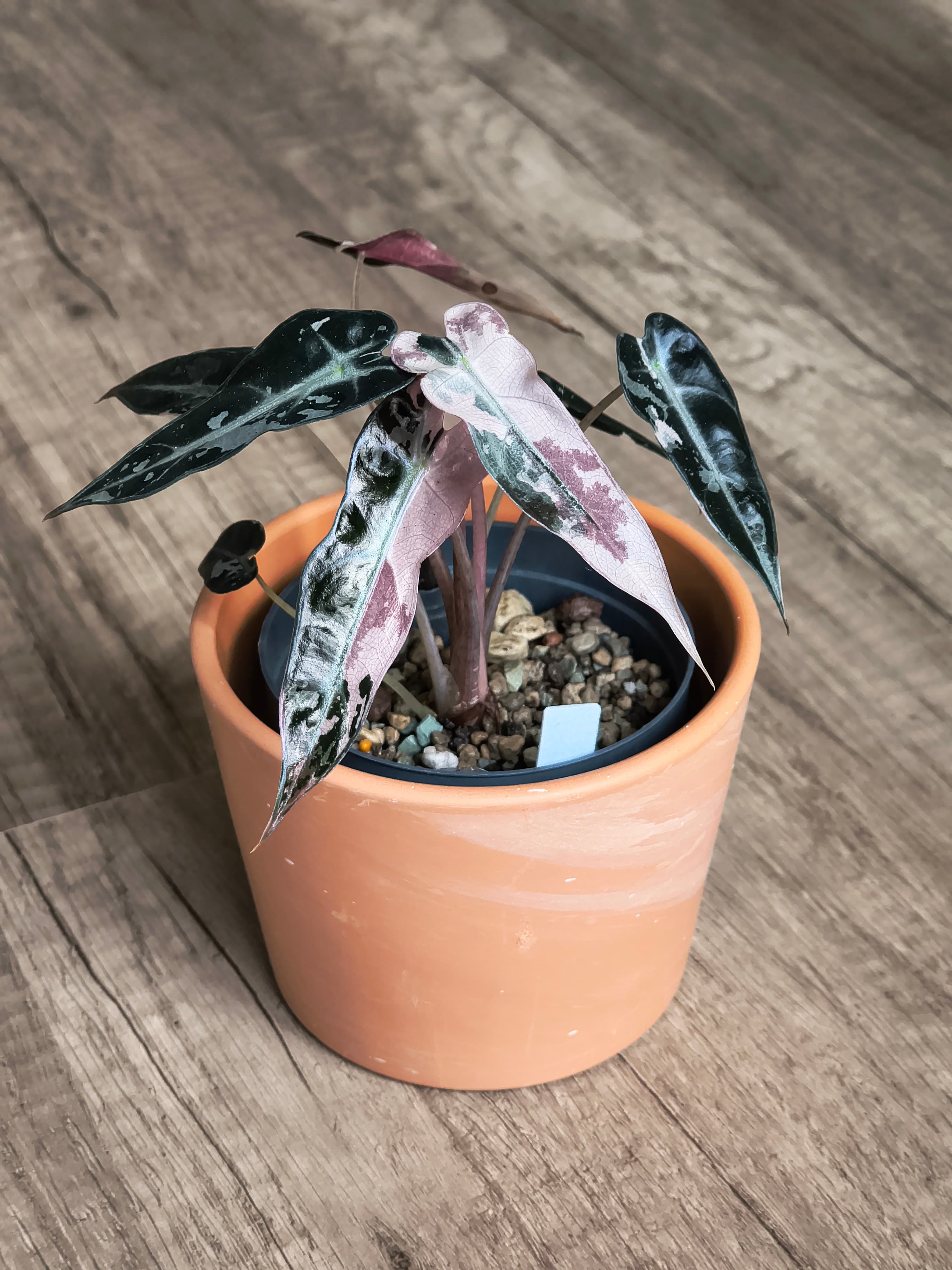 Alocasia Bambino Albo Variegata