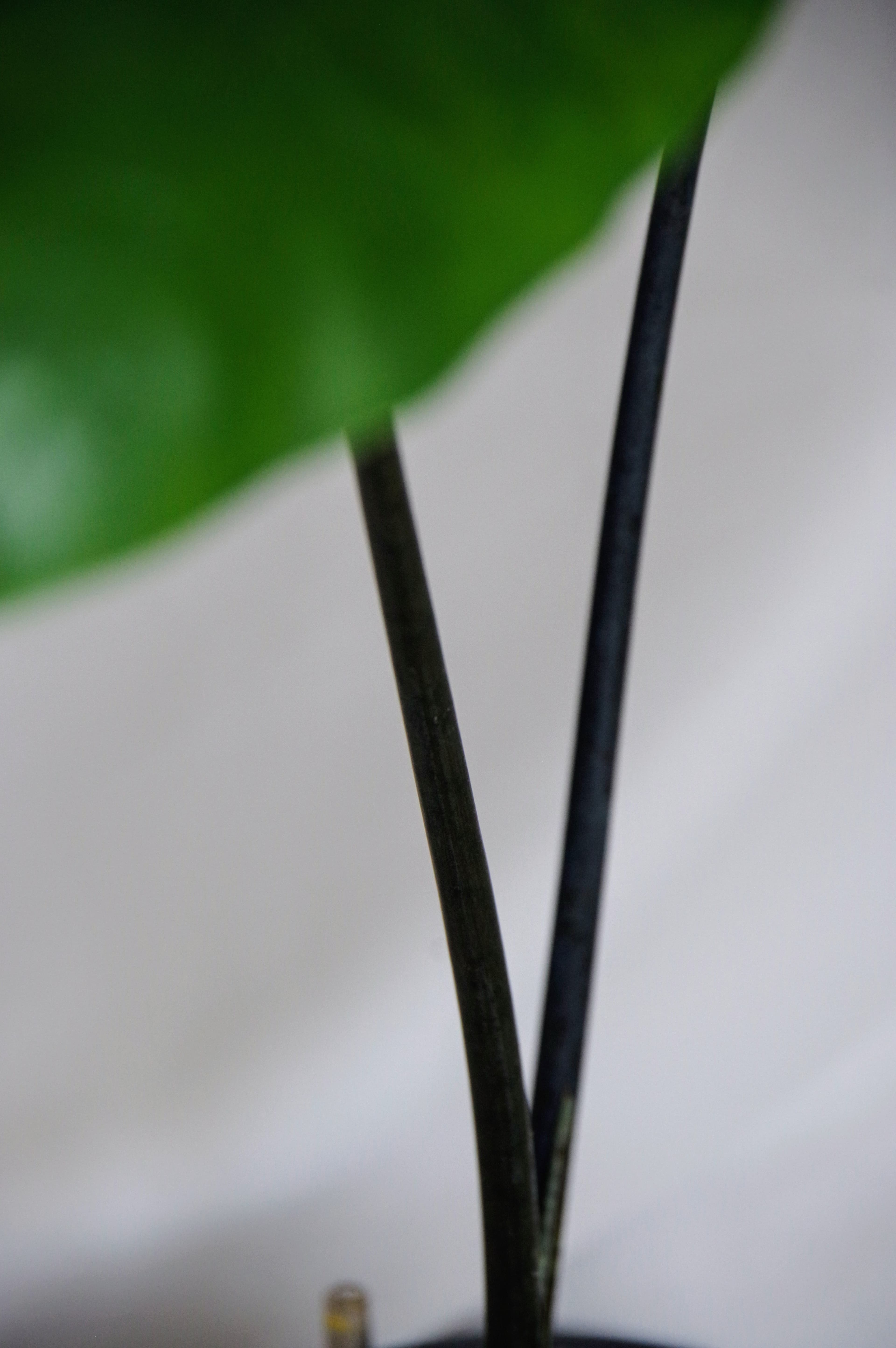 Alocasia Zebrina 'Black Stem'