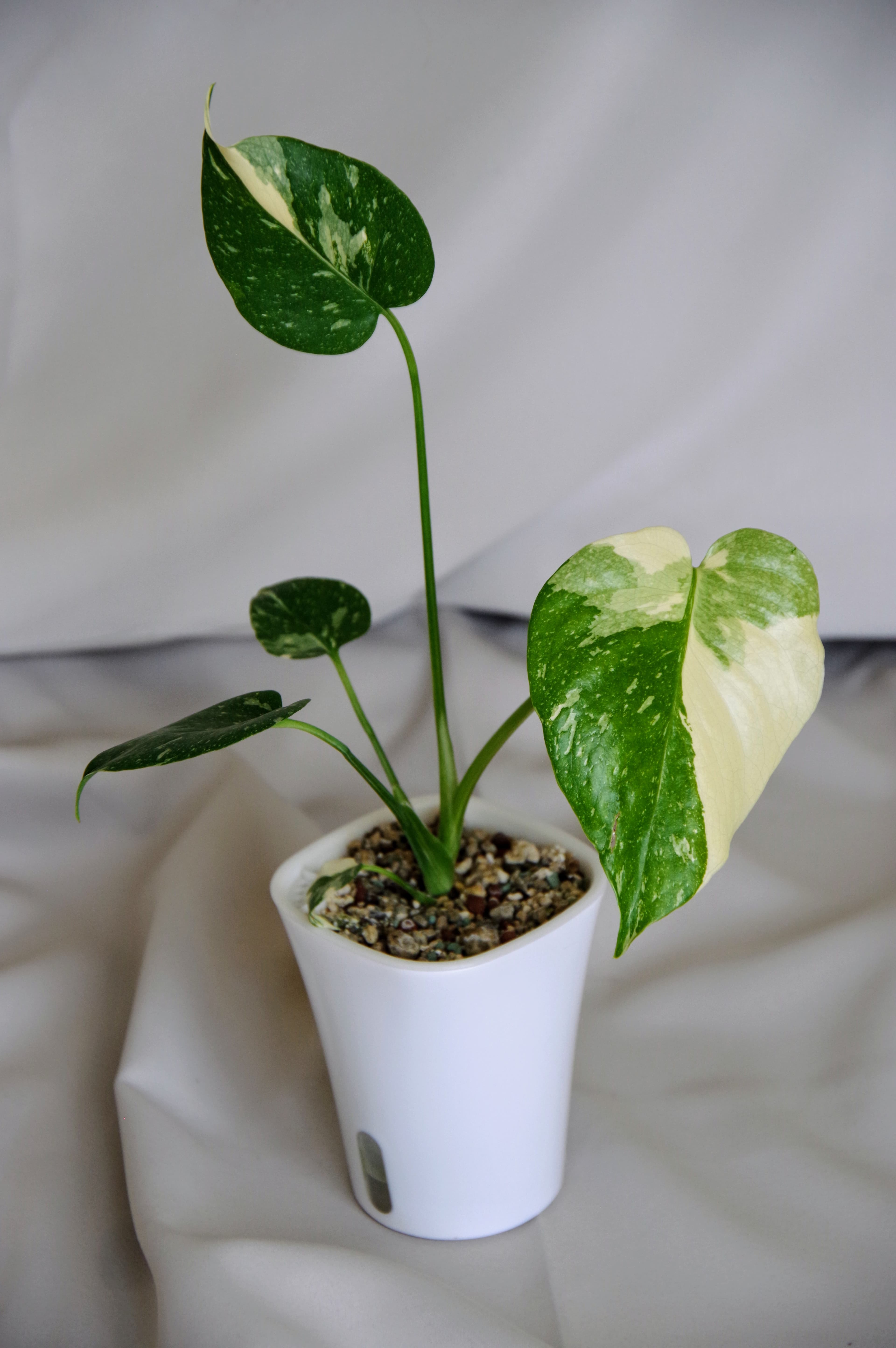 Monstera Deliciosa 'Thai Constellation'