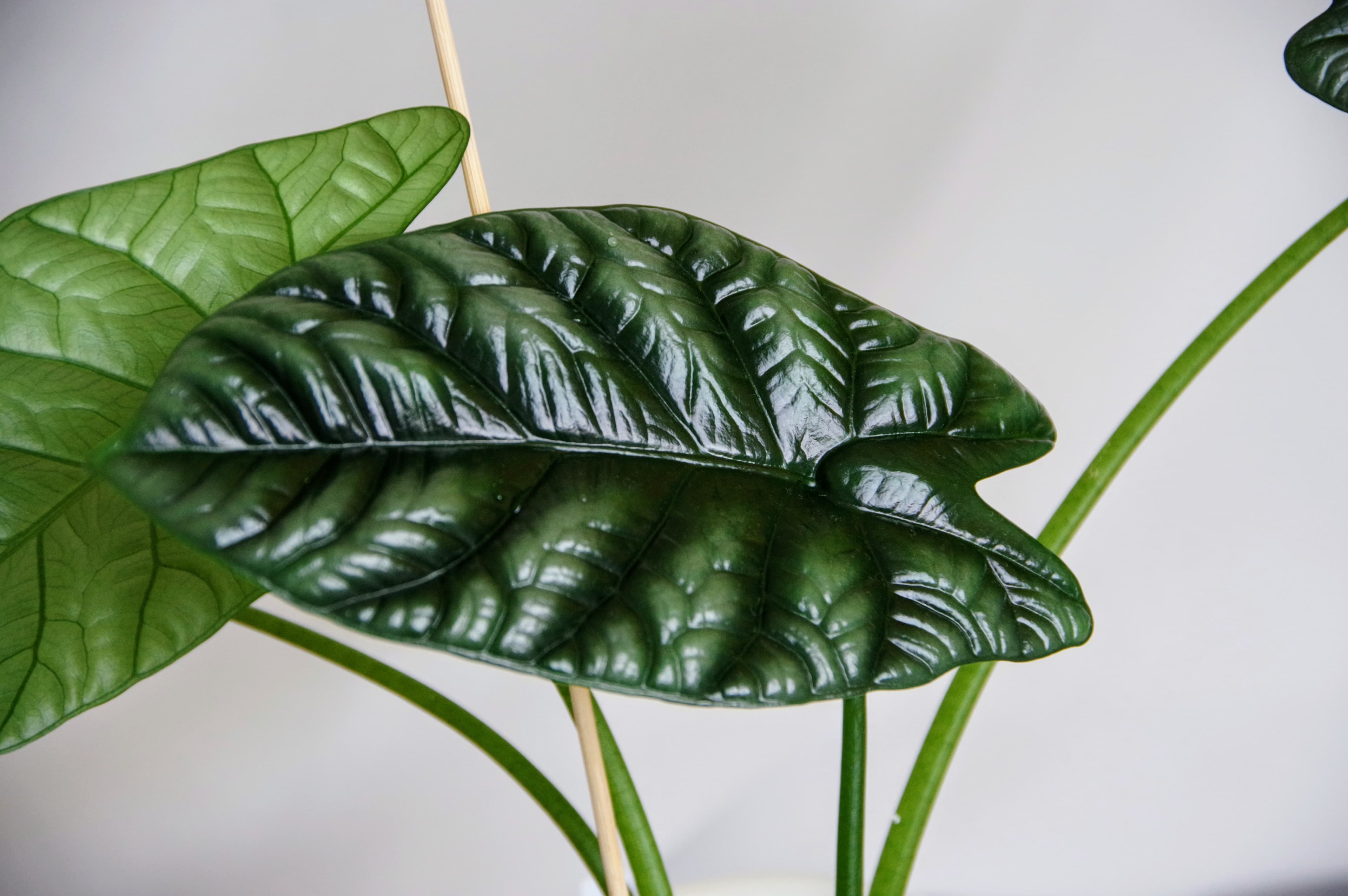 Alocasia Sinuata