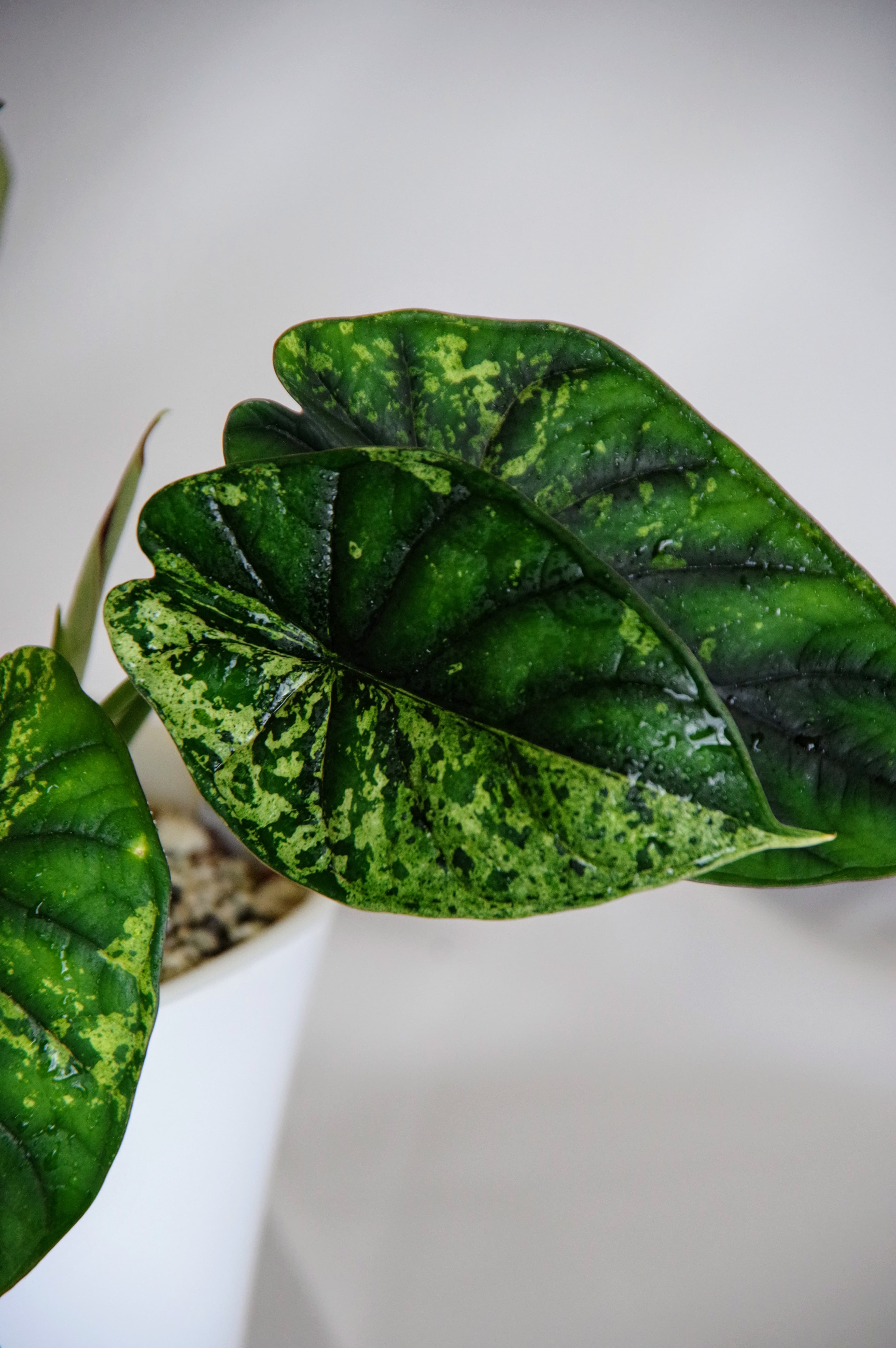 Alocasia Baginda Variegata 'Dragon Scale'