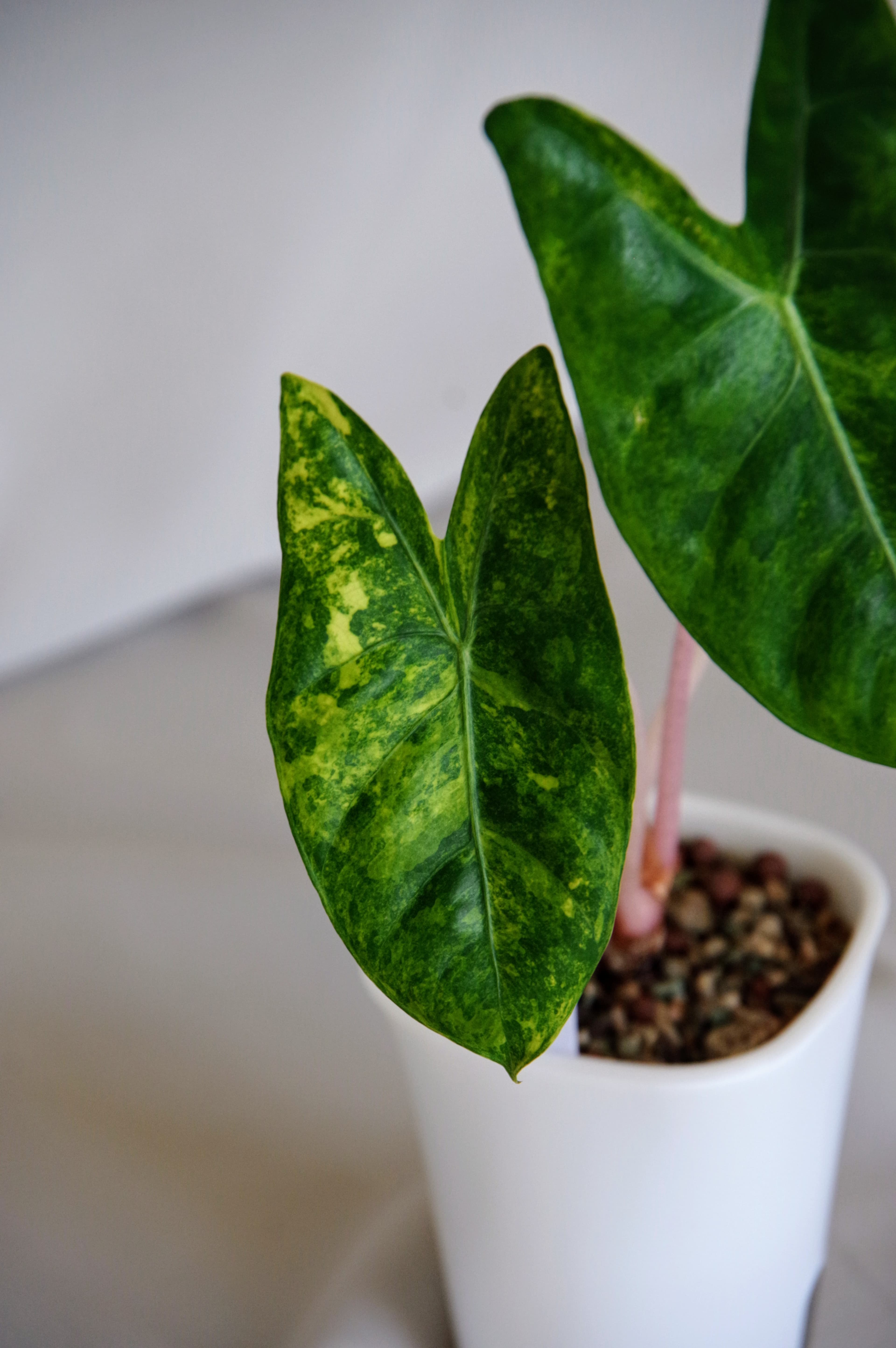 Alocasia Baginda Aurea Variegata 'Pink Dragon'