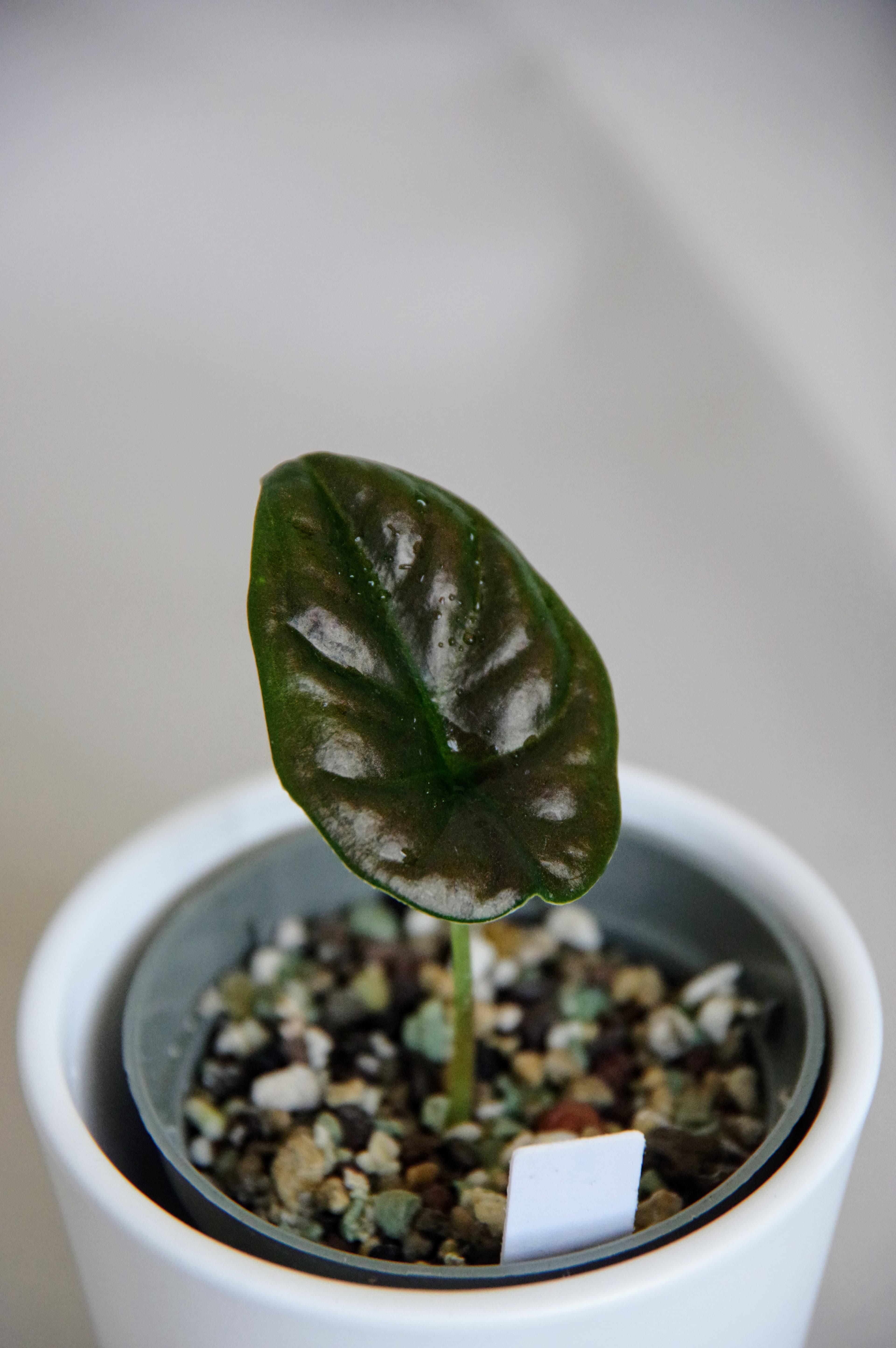 Alocasia Infernalis 'Black Magic'
