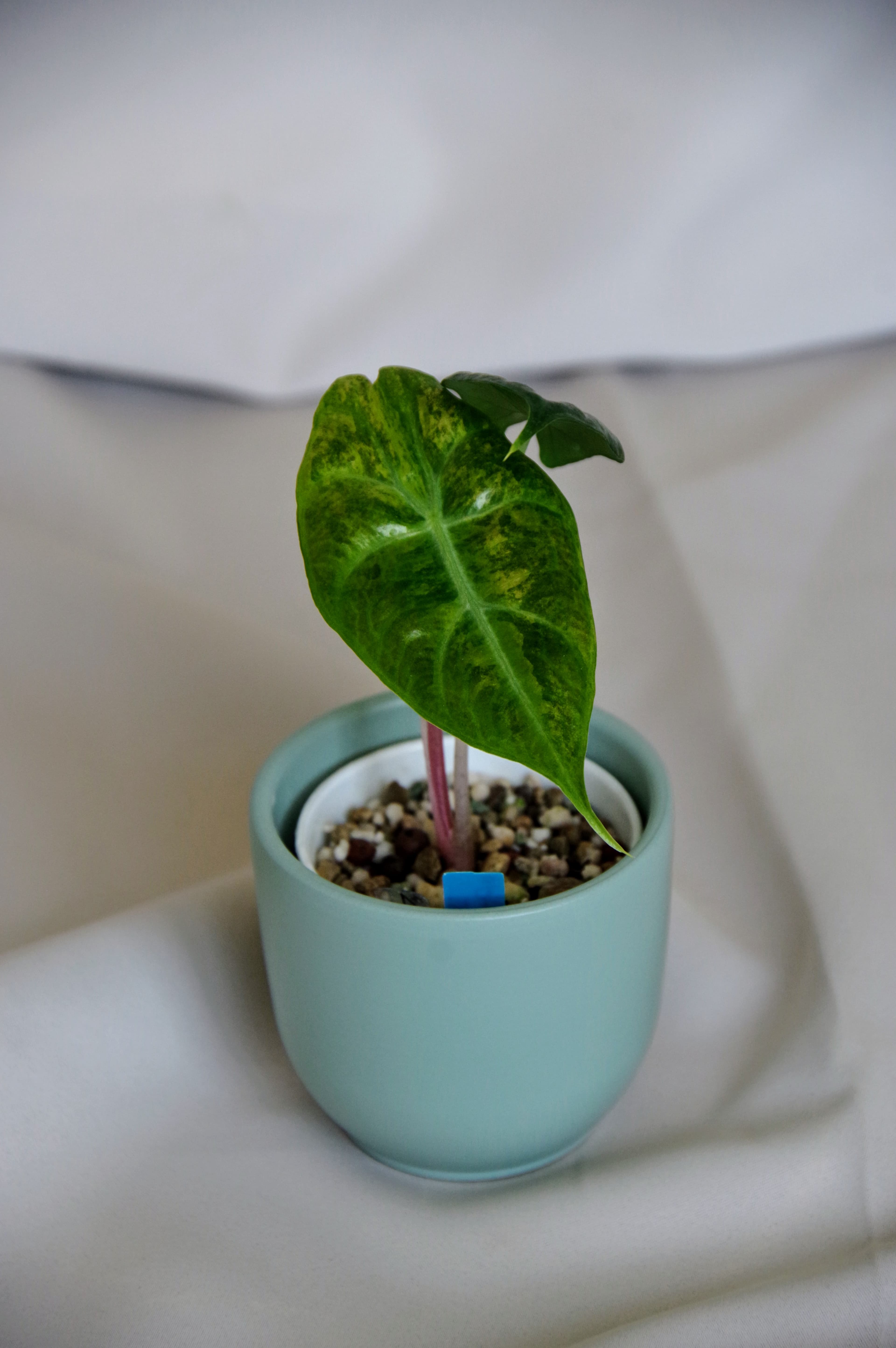 Alocasia Nairobi Nights Albo Variegata
