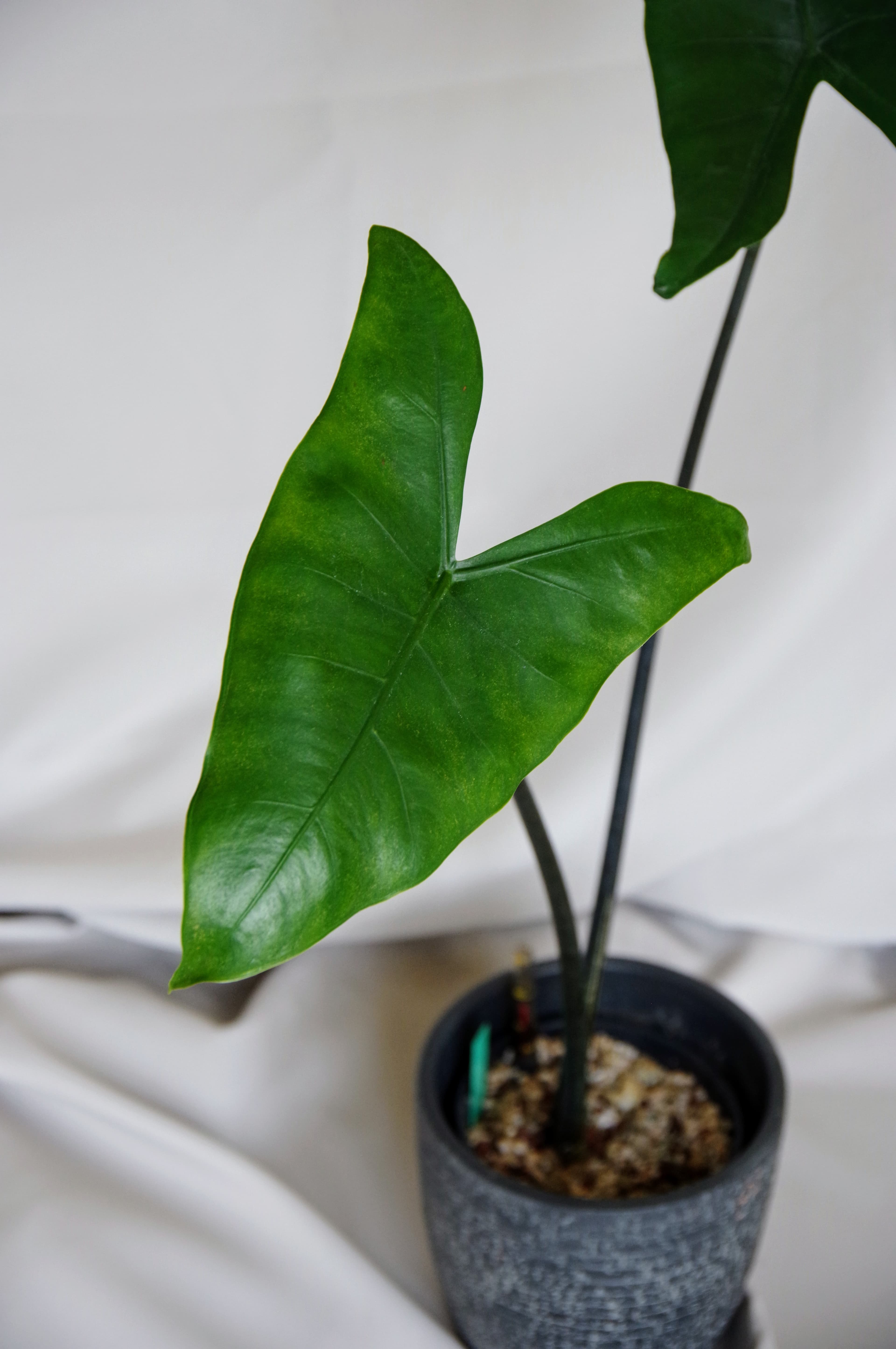 Alocasia Zebrina 'Black Stem'