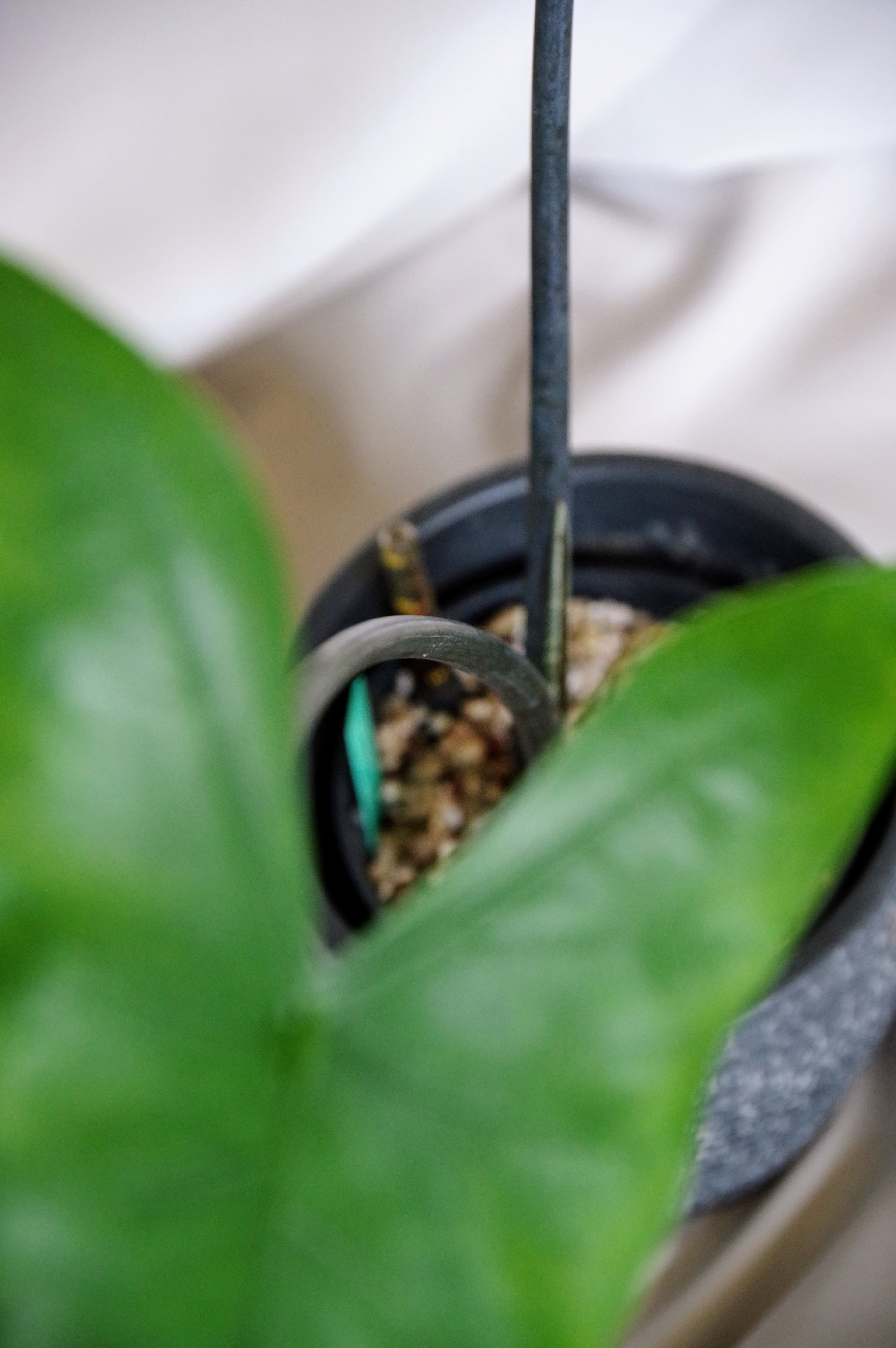 Alocasia Zebrina 'Black Stem'