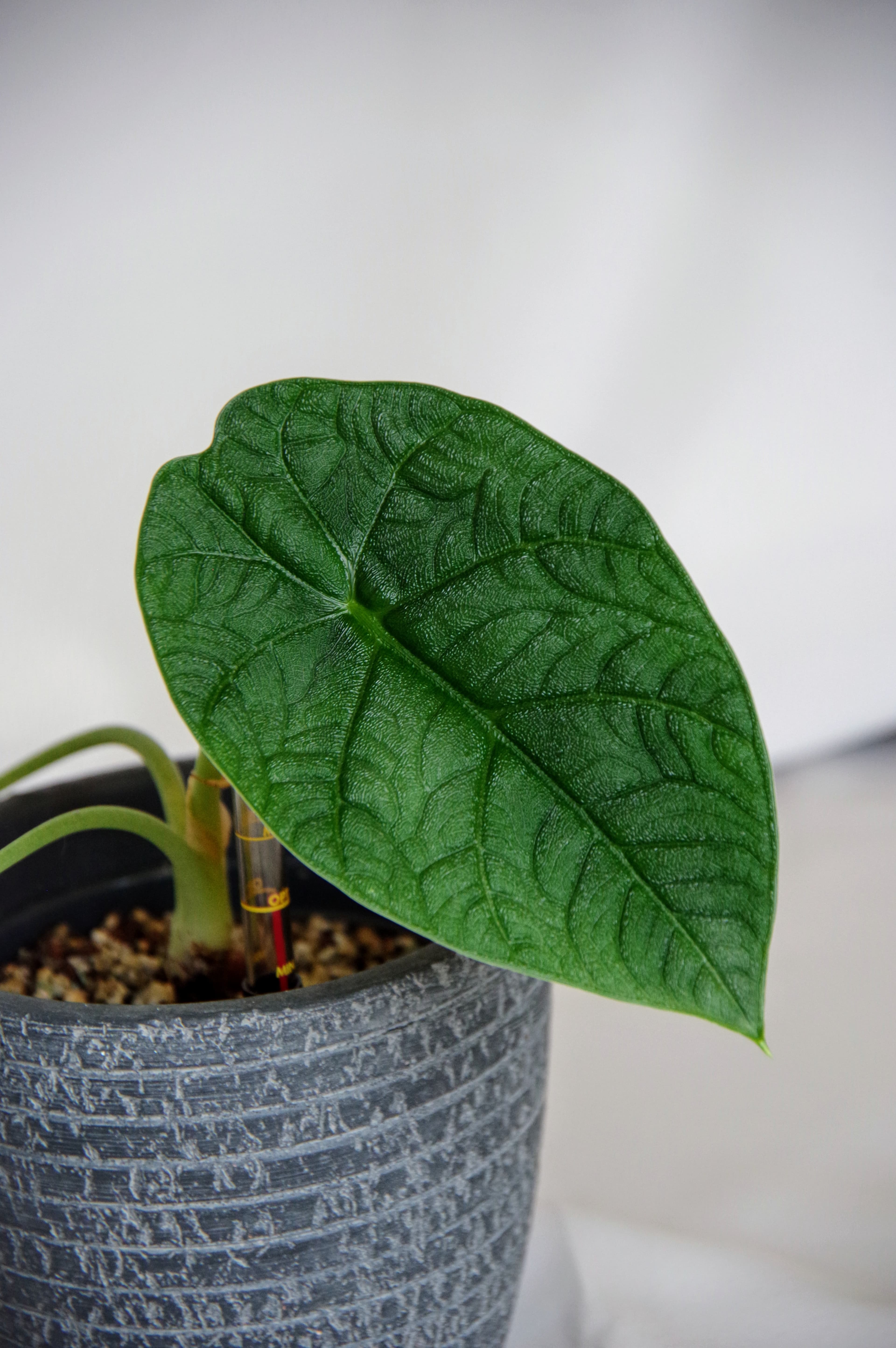 Alocasia Melo