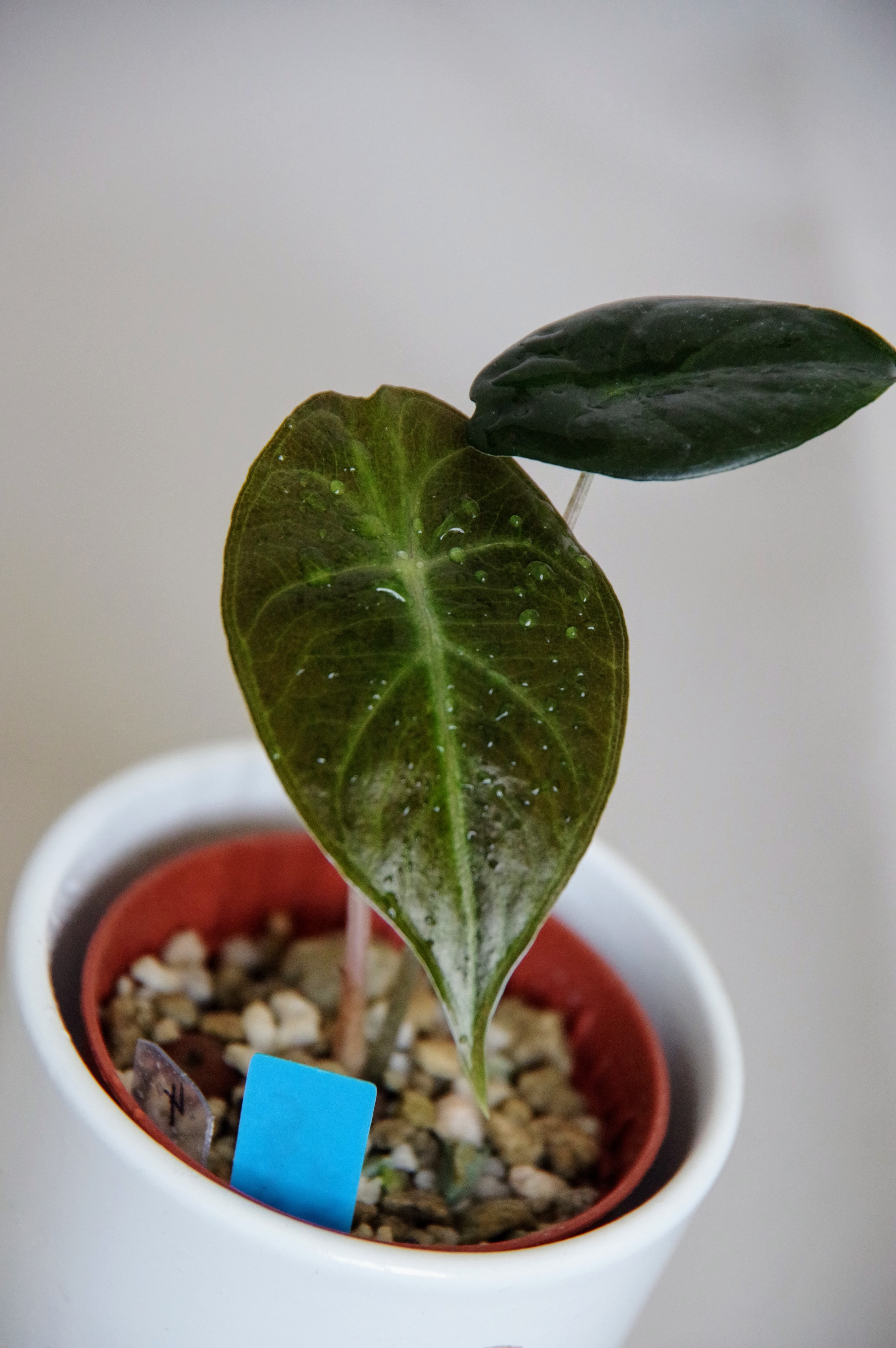 Alocasia Baginda 'Pink Dragon'