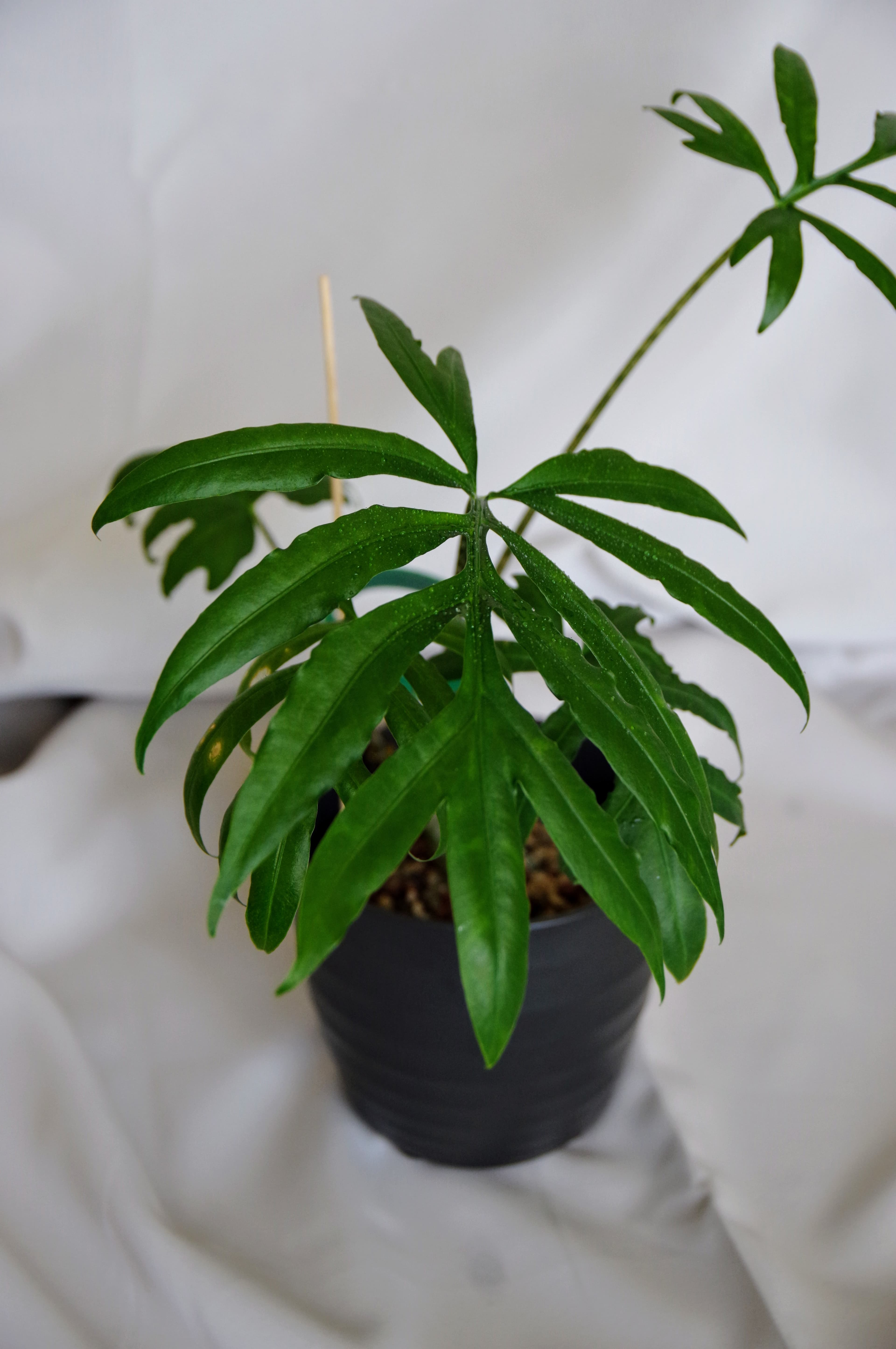 Alocasia Brancifolia