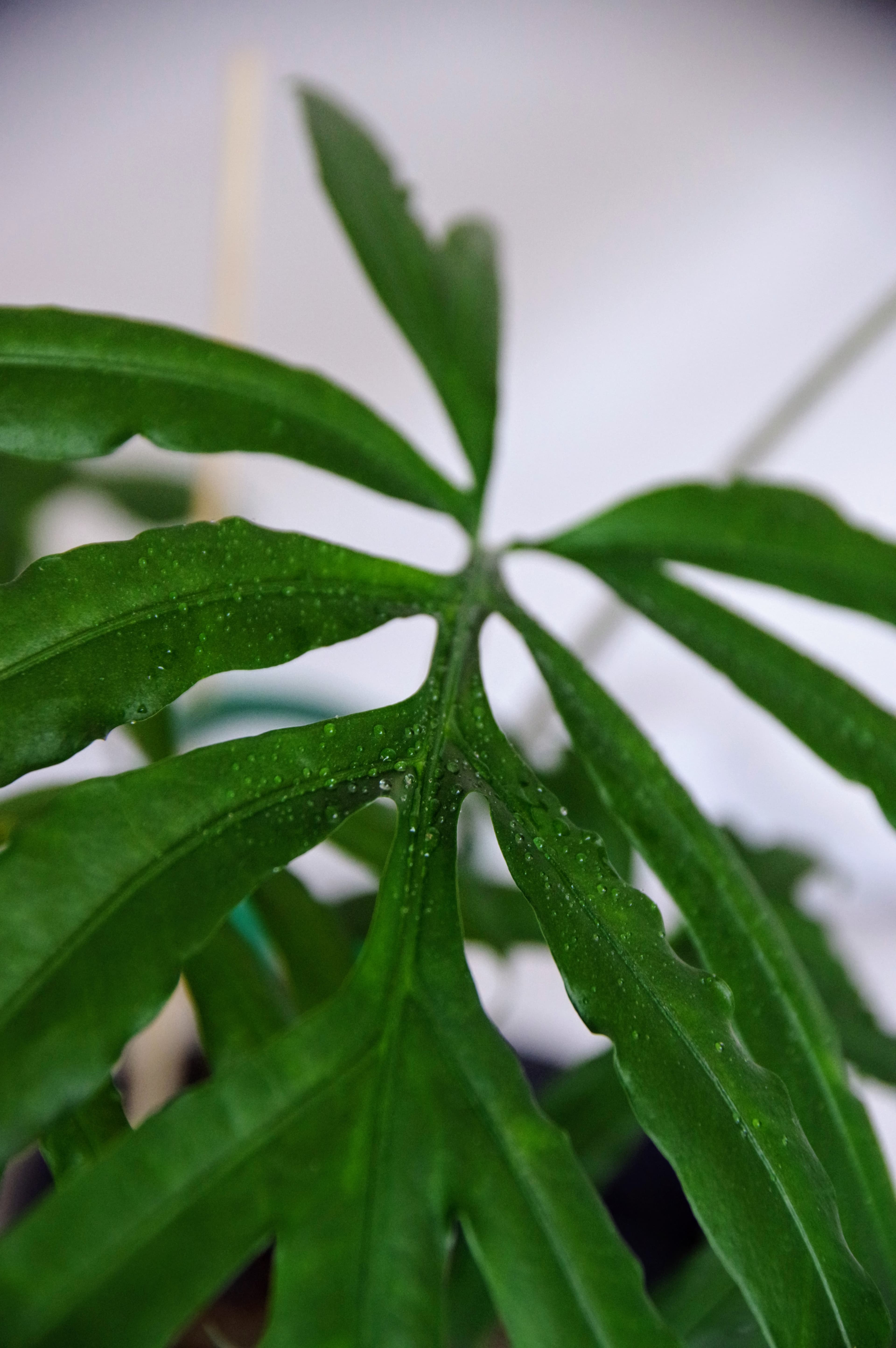 Alocasia Brancifolia