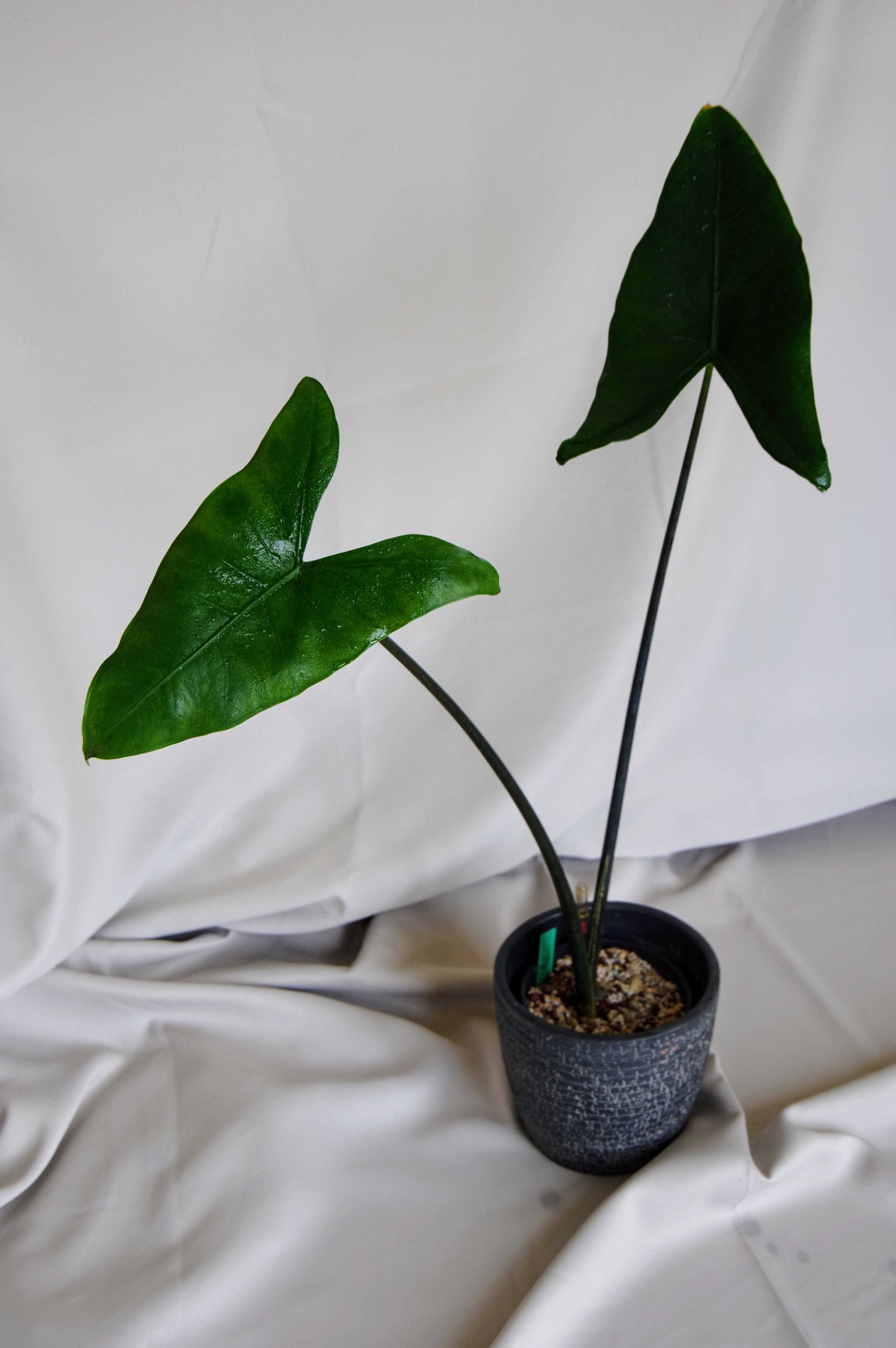 Alocasia Zebrina 'Black Stem'