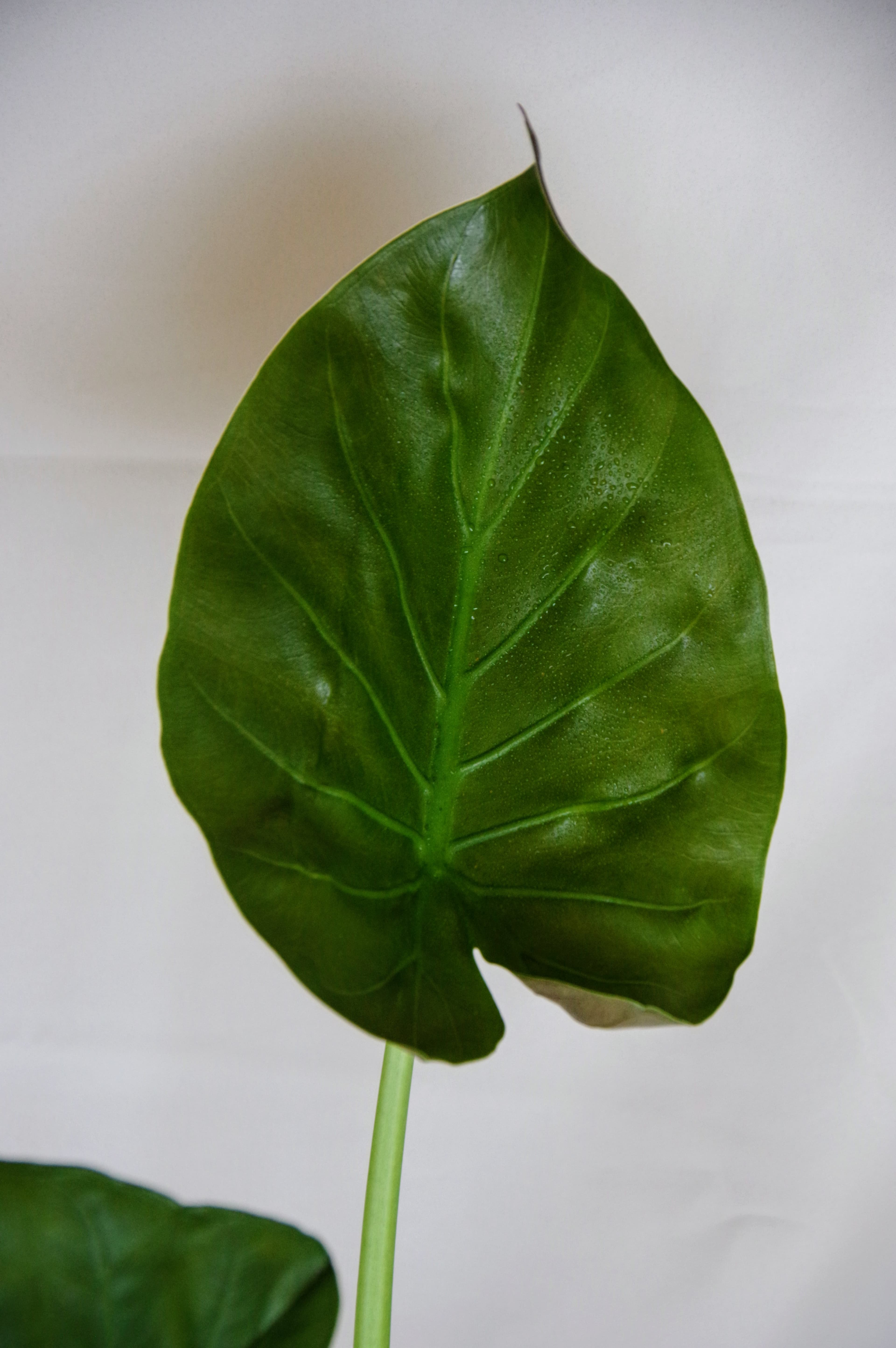 Alocasia Wentii
