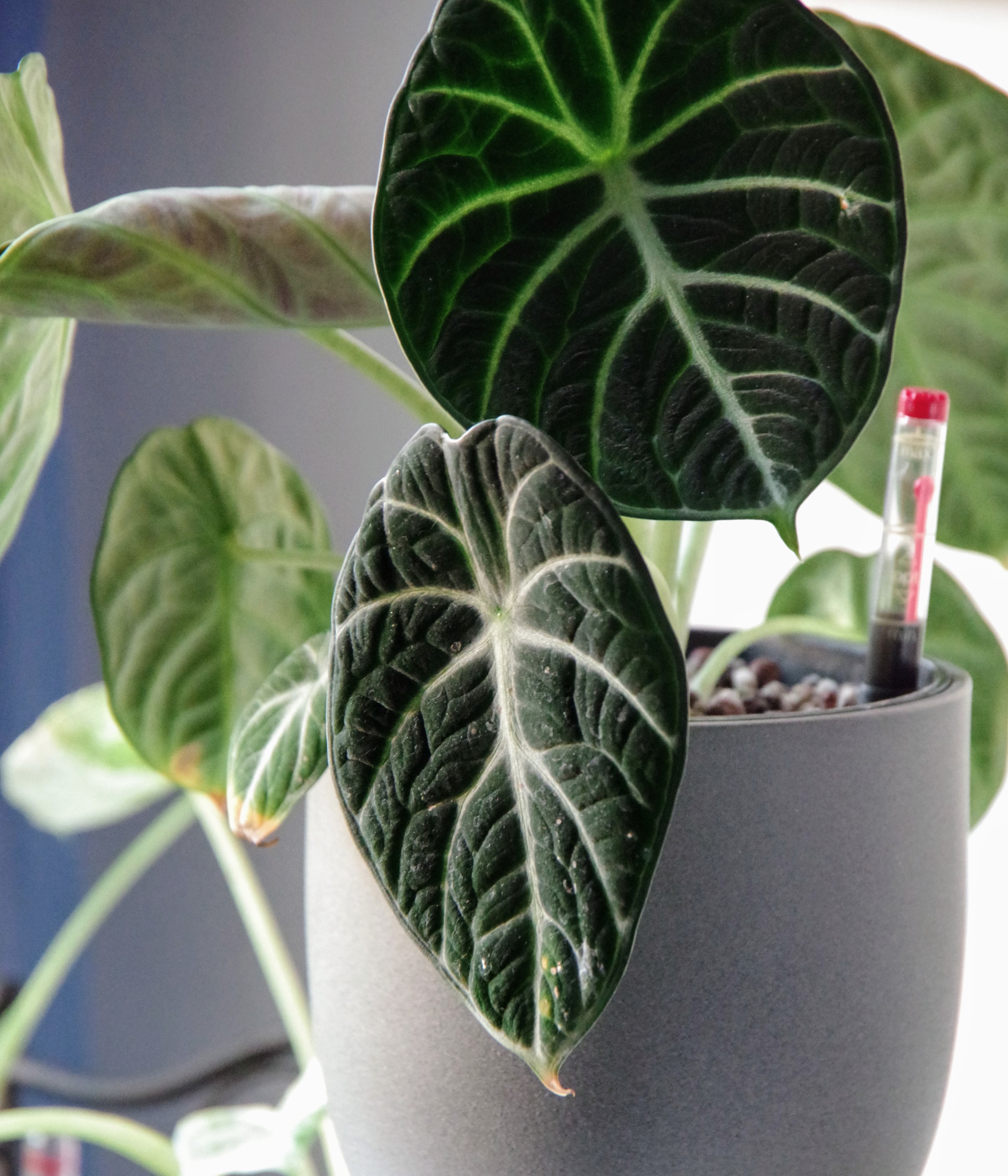 Alocasia Reginula 'Black Velvet'