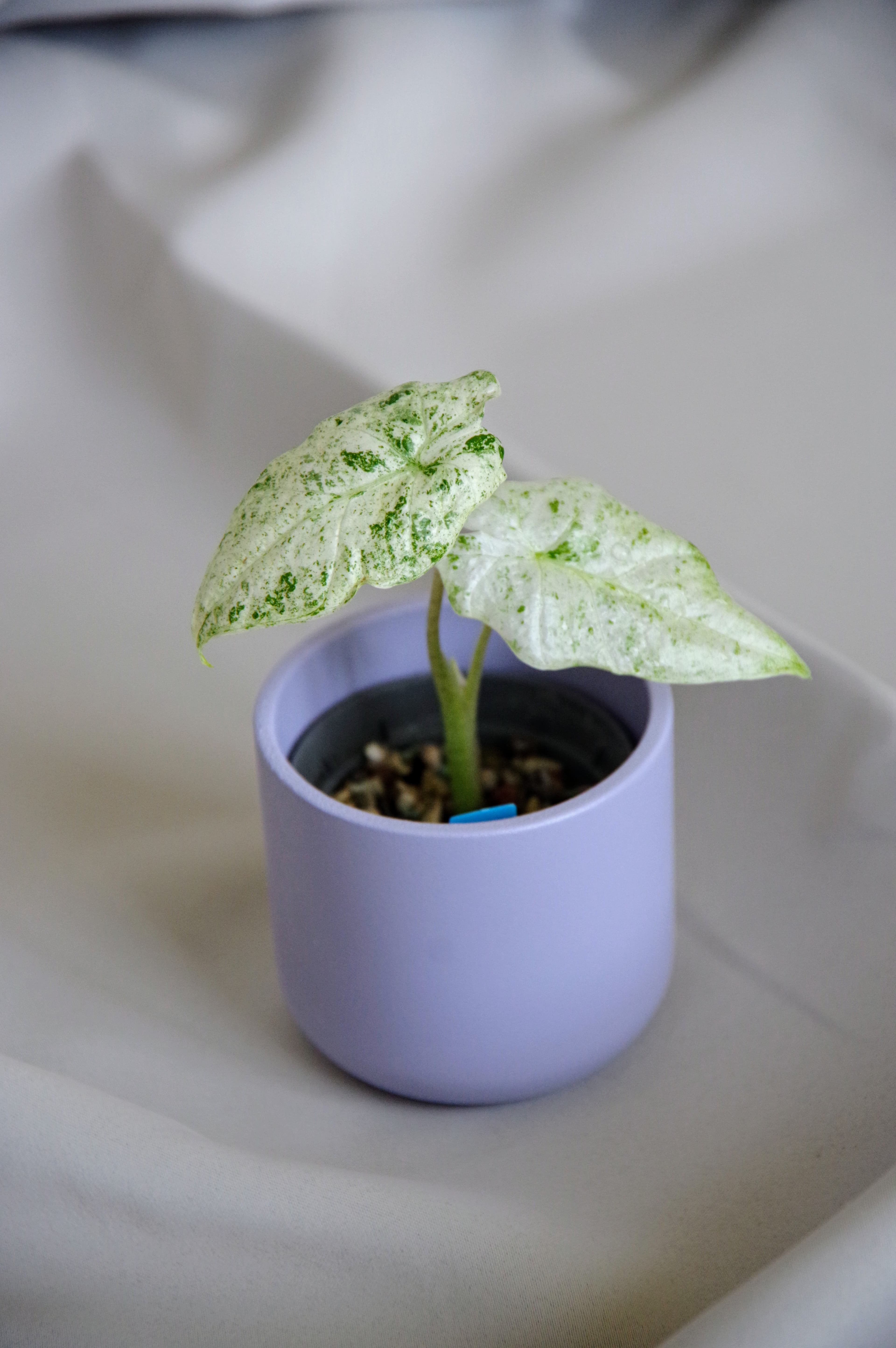 Alocasia Odora 'Batik'