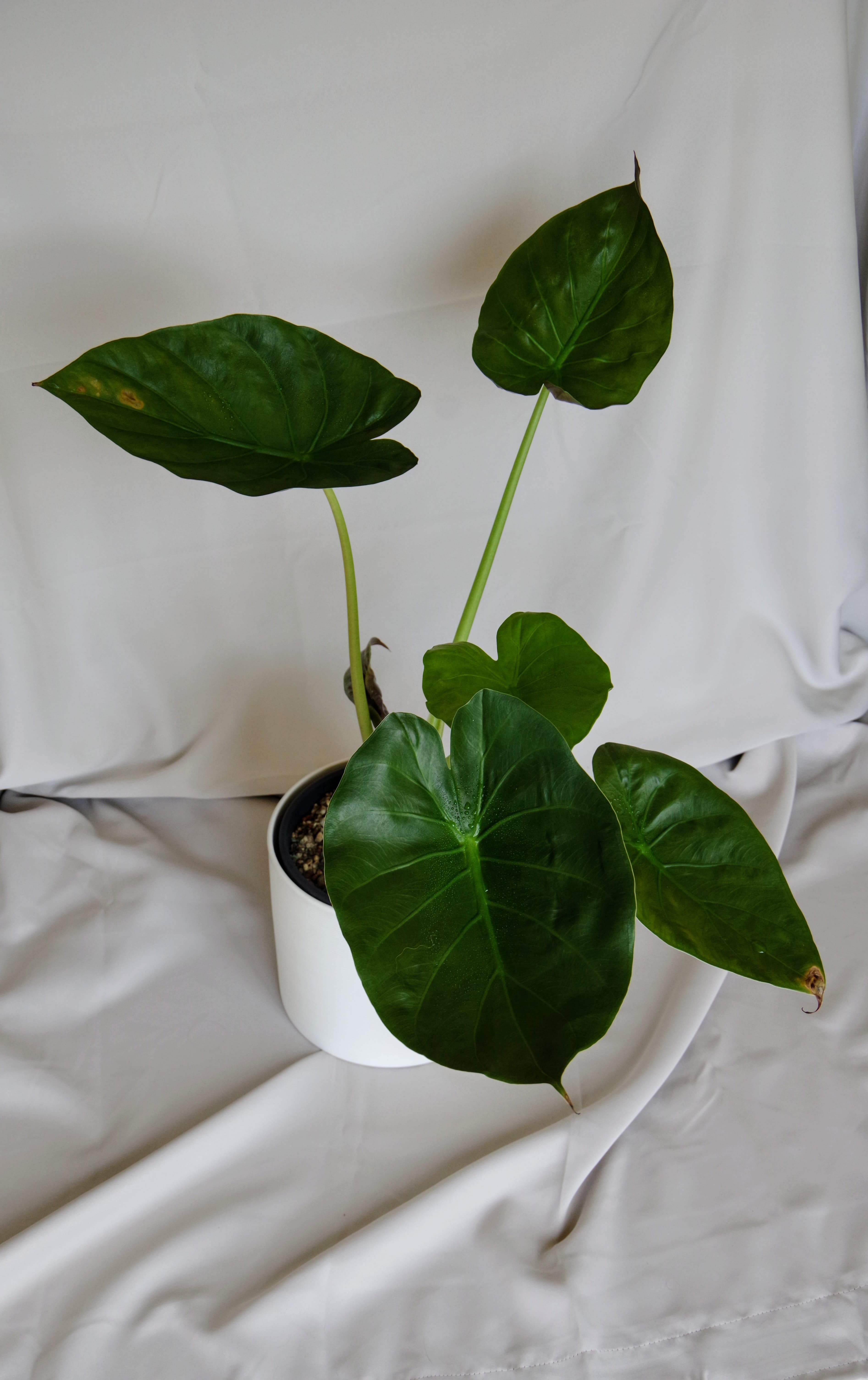 Alocasia Wentii