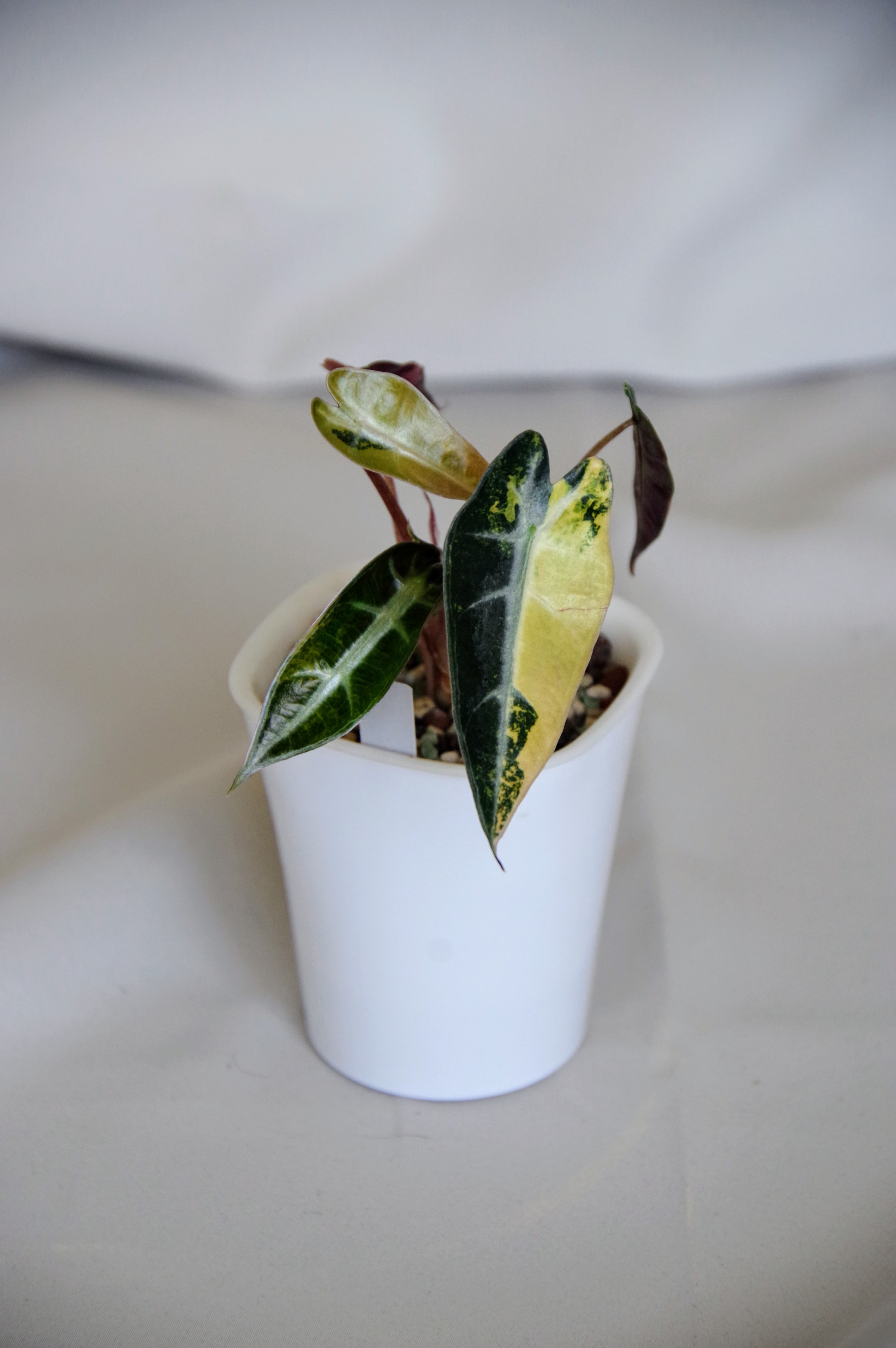 Alocasia Bambino Aurea Variegata