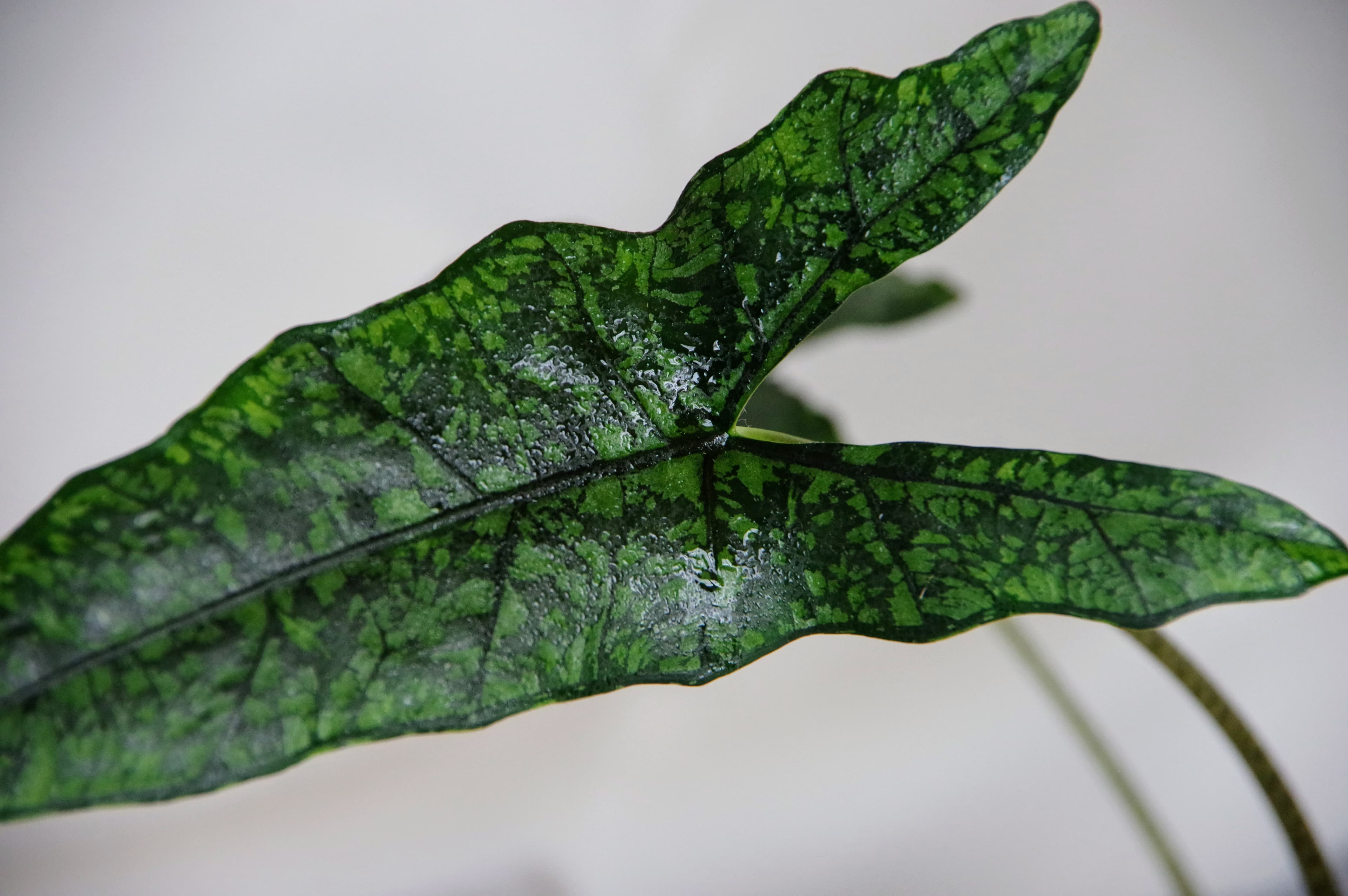 Alocasia Boyceana 'Shattered Glass'
