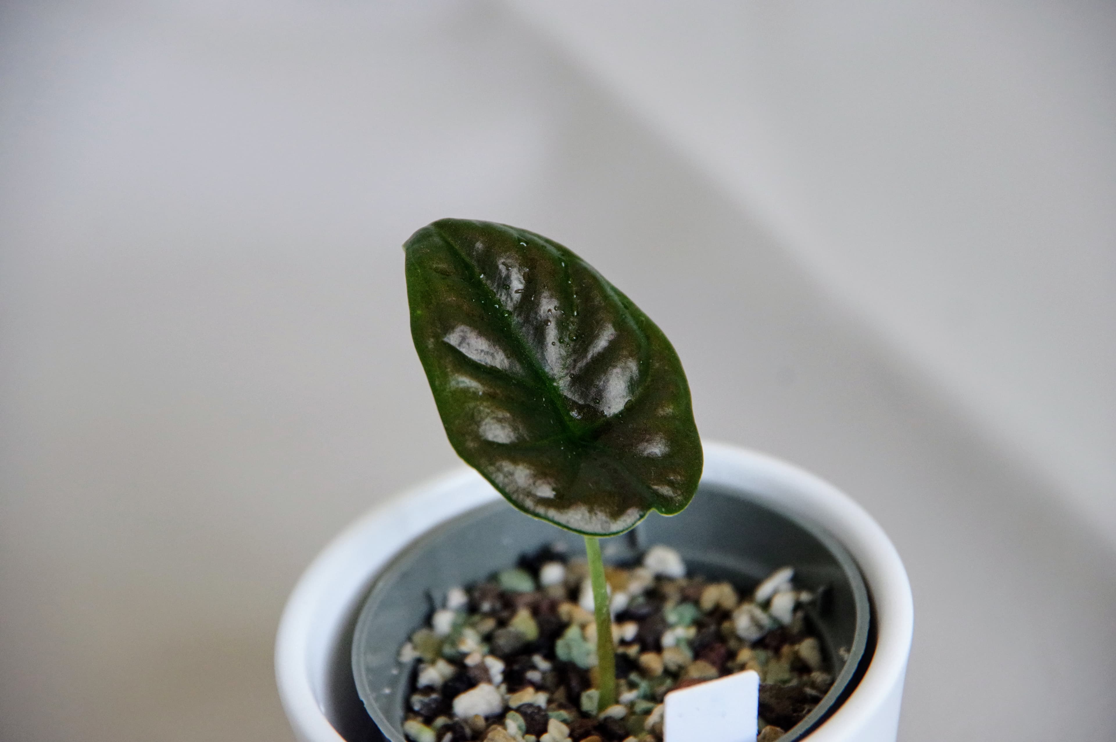 Alocasia Infernalis 'Black Magic'