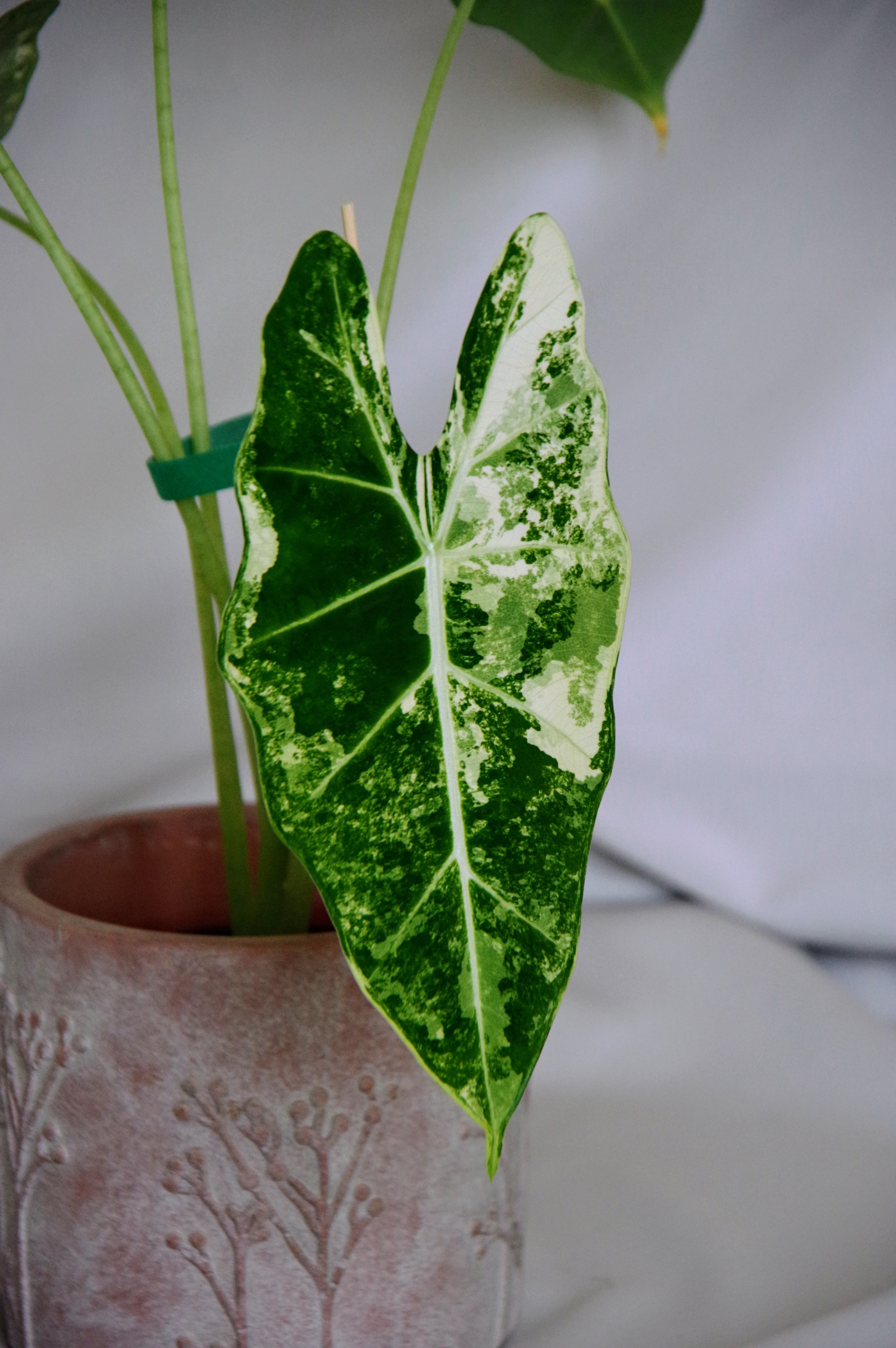 Alocasia Micholitziana Variegata 'Frydek'