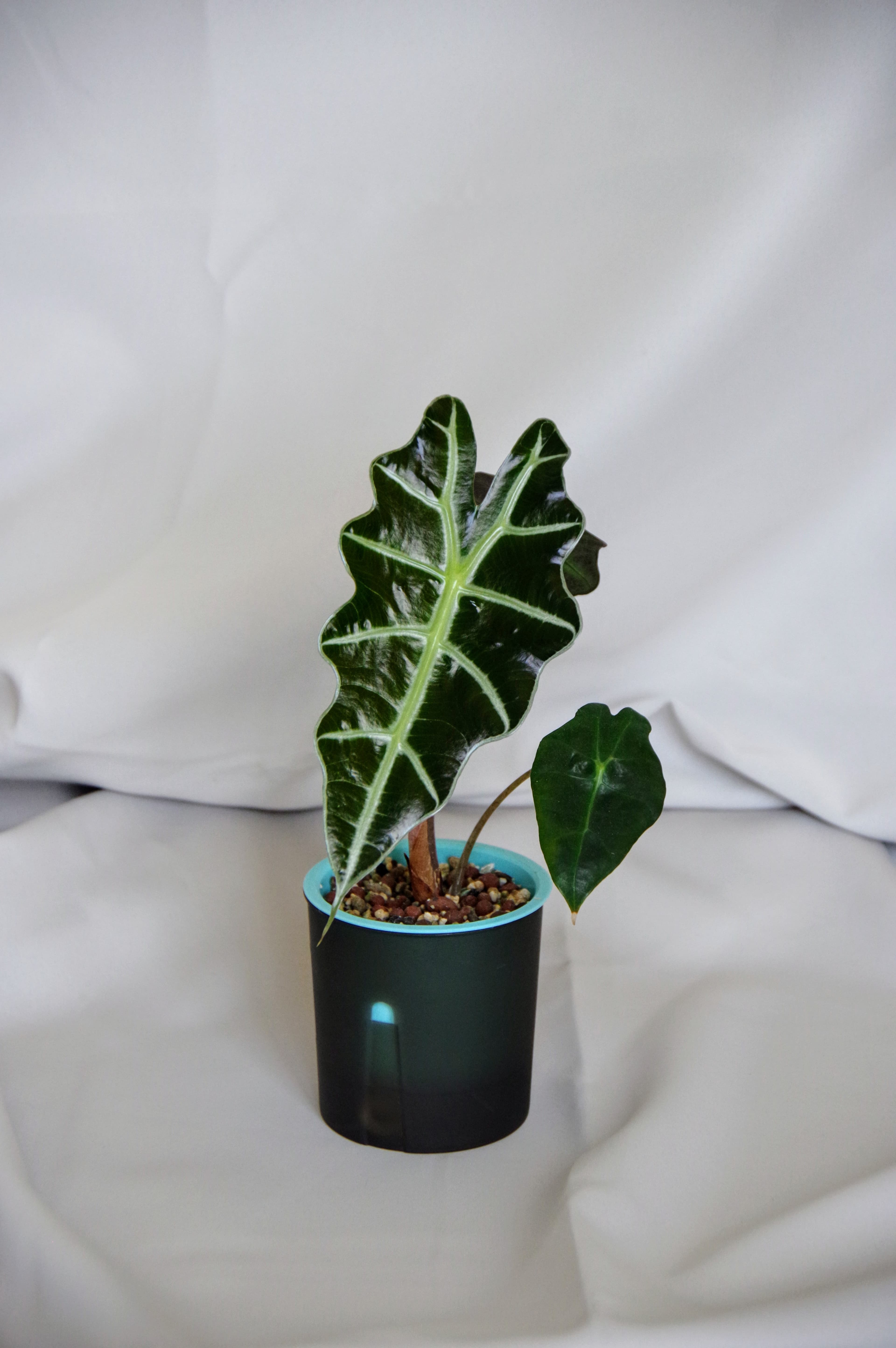 Alocasia Amazonica 'Polly'