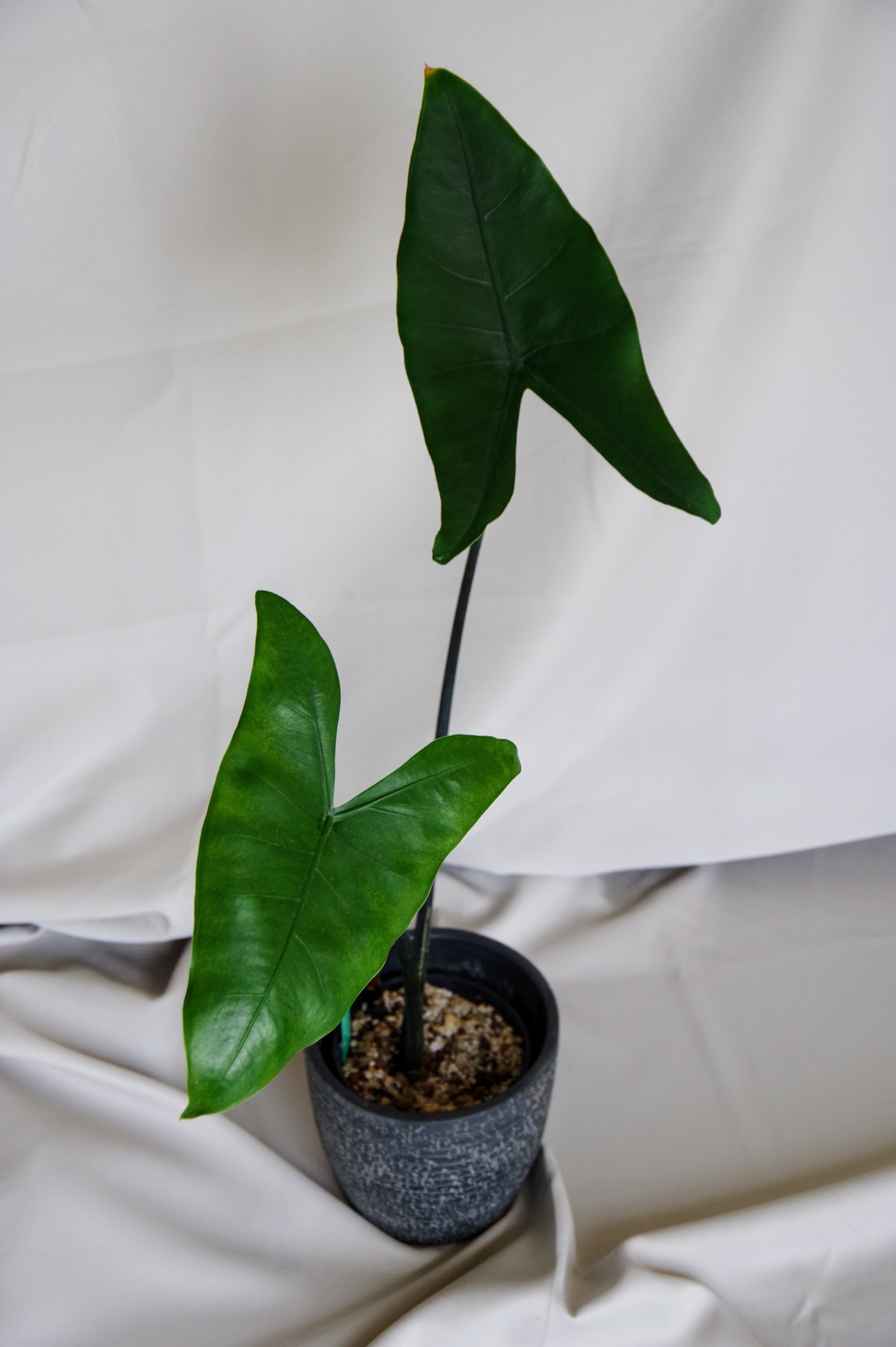 Alocasia Zebrina 'Black Stem'