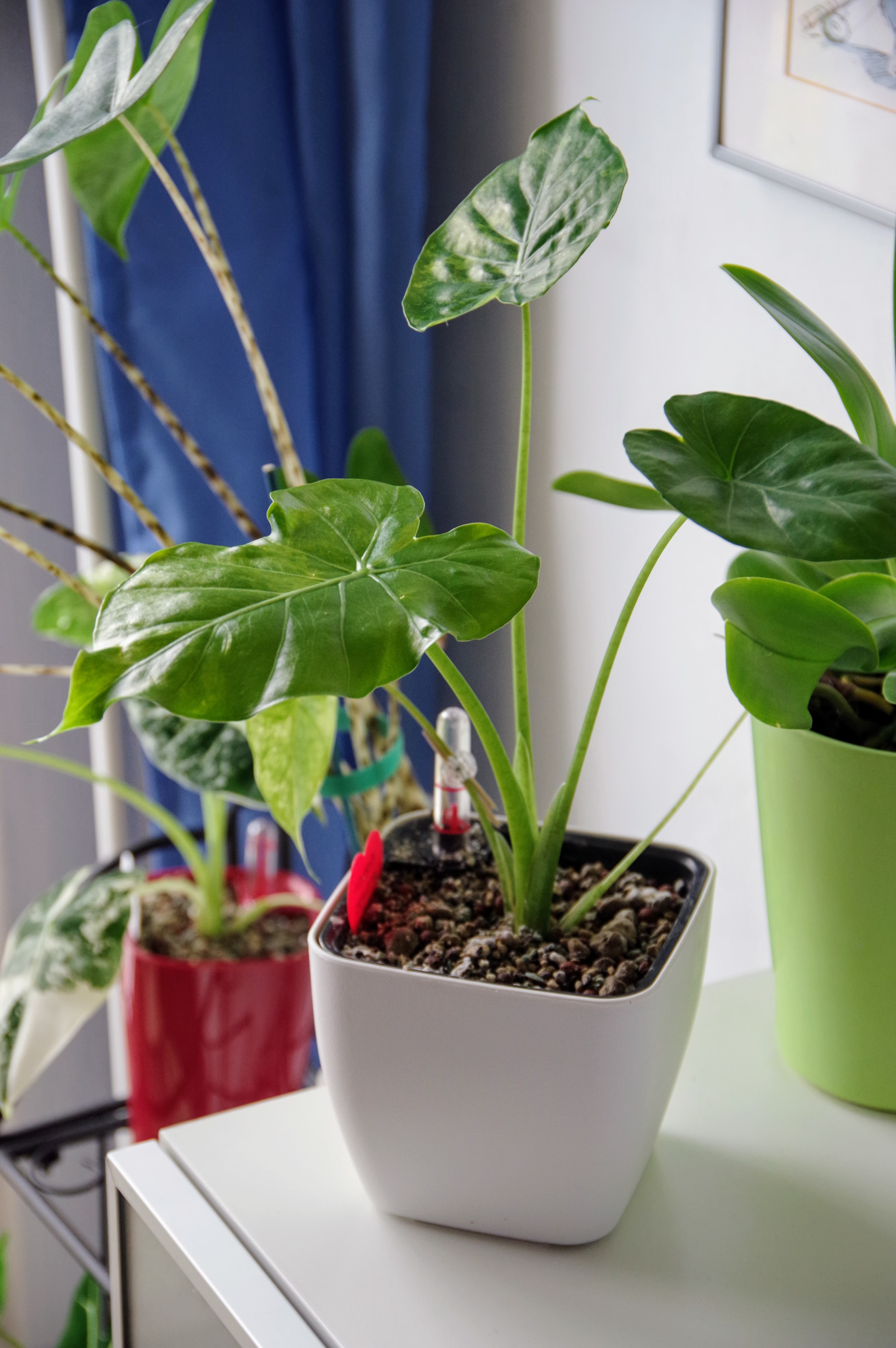 Alocasia Gageana Aureovariegata