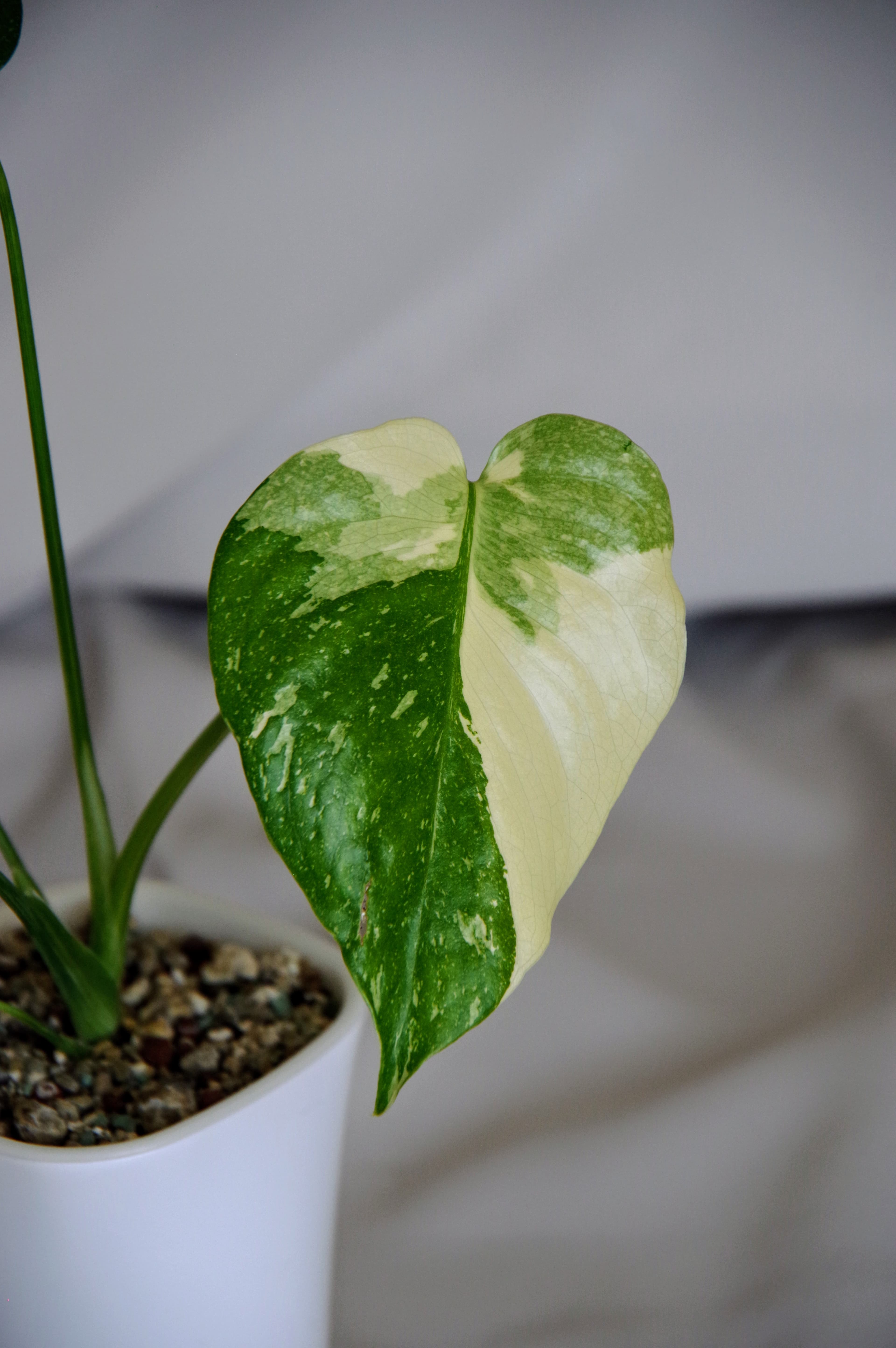 Monstera Deliciosa 'Thai Constellation'