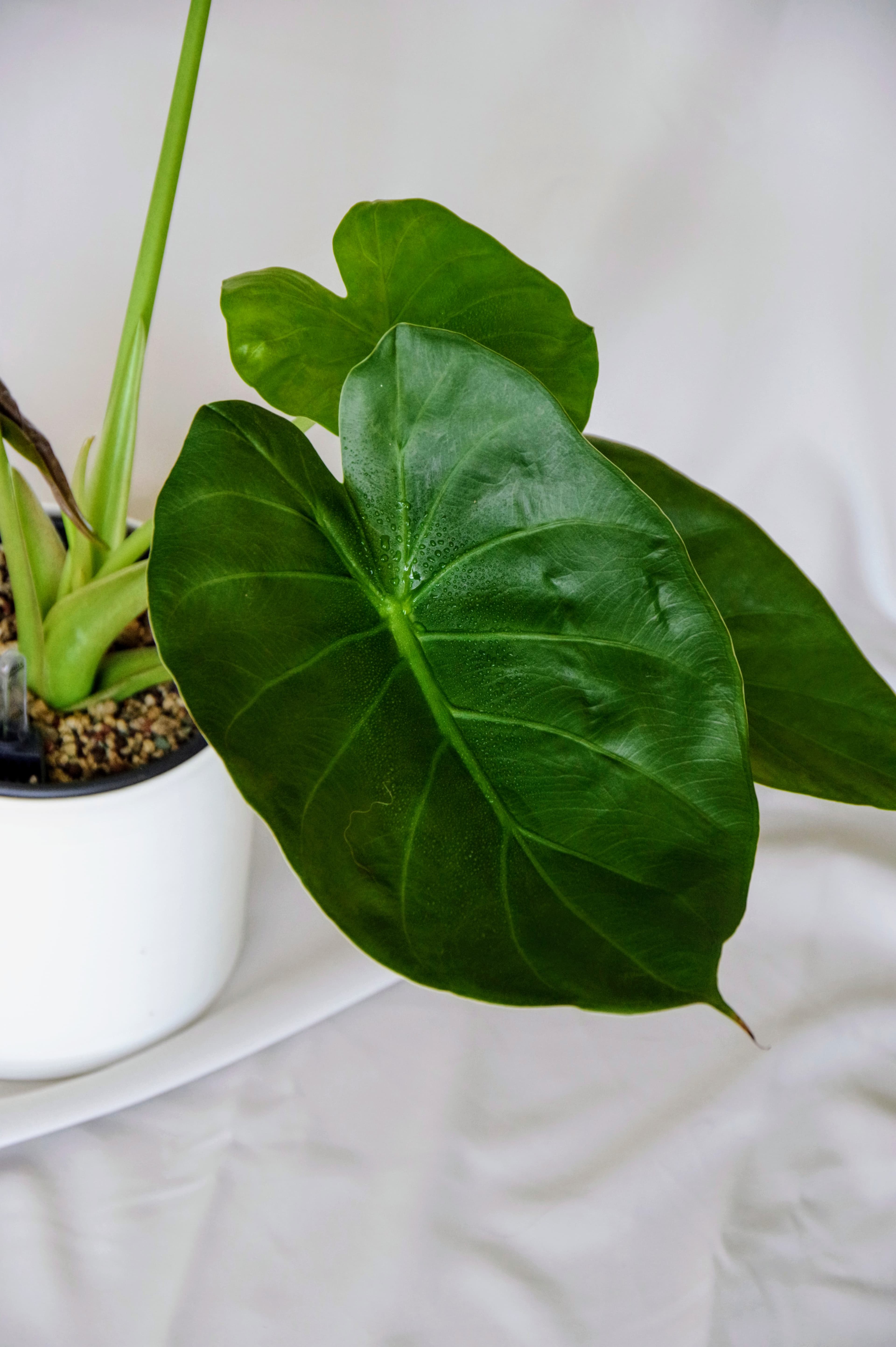 Alocasia Wentii