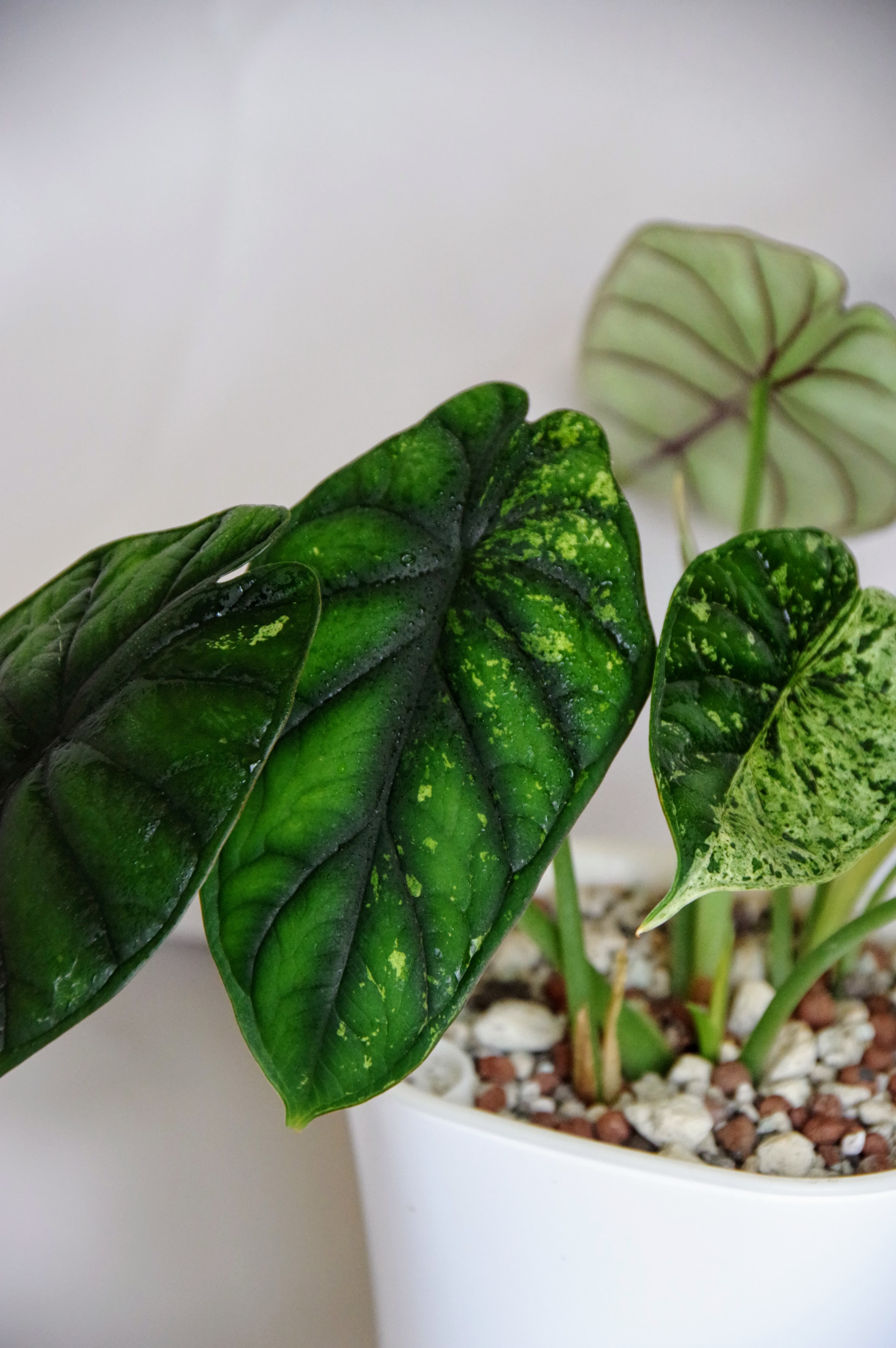Alocasia Baginda Variegata 'Dragon Scale'