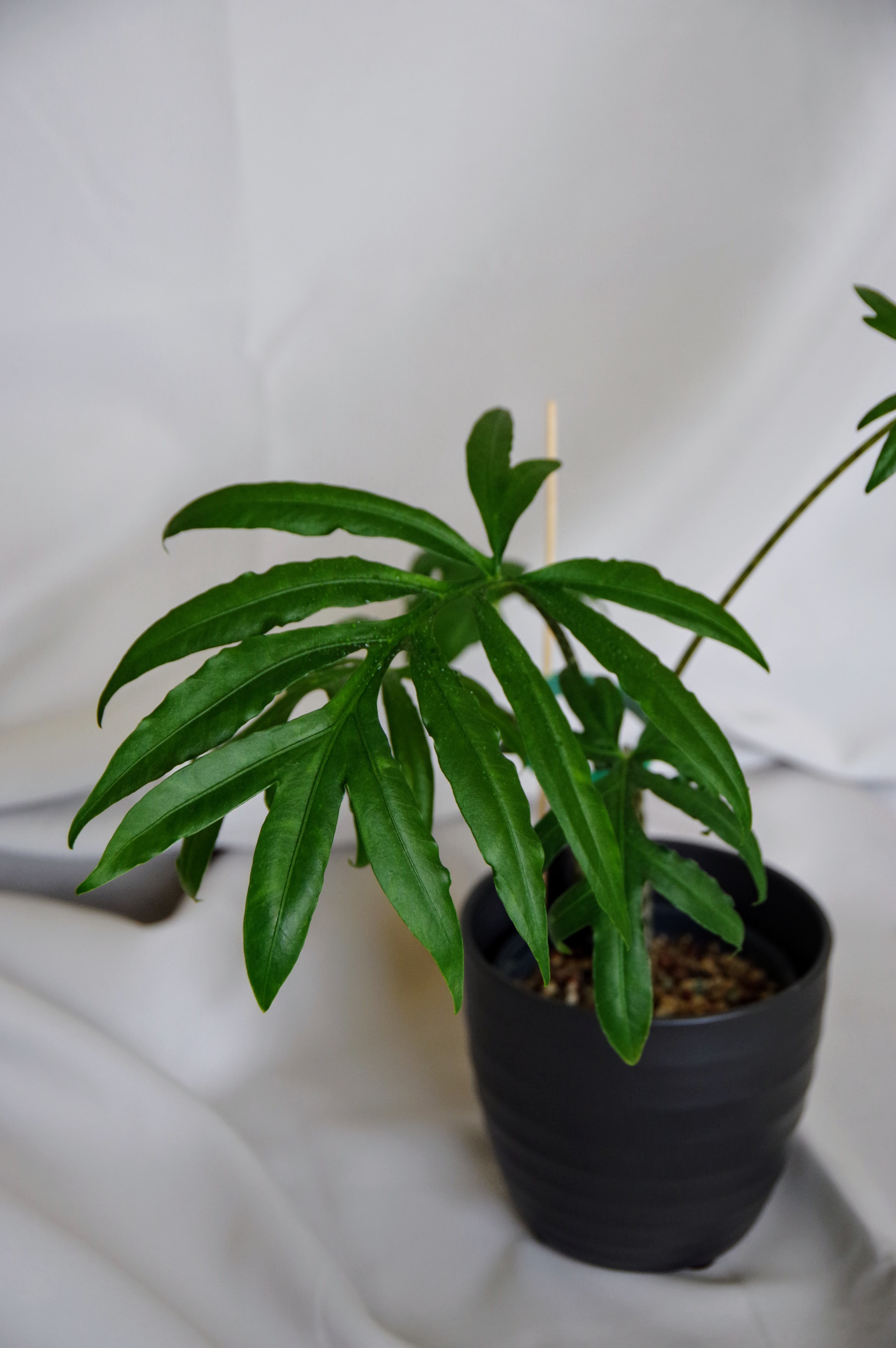 Alocasia Brancifolia