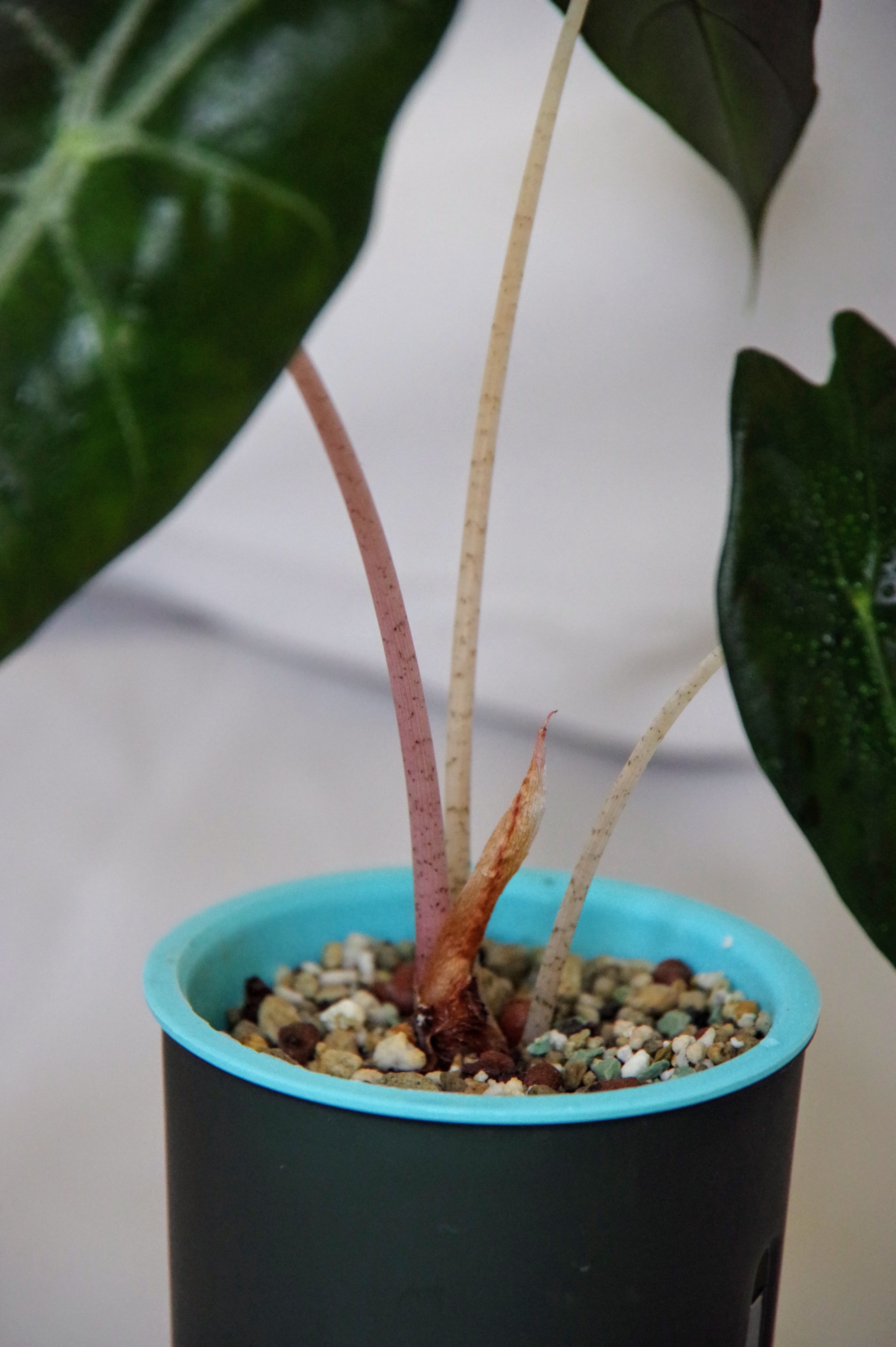 Alocasia Baginda 'Pink Dragon'