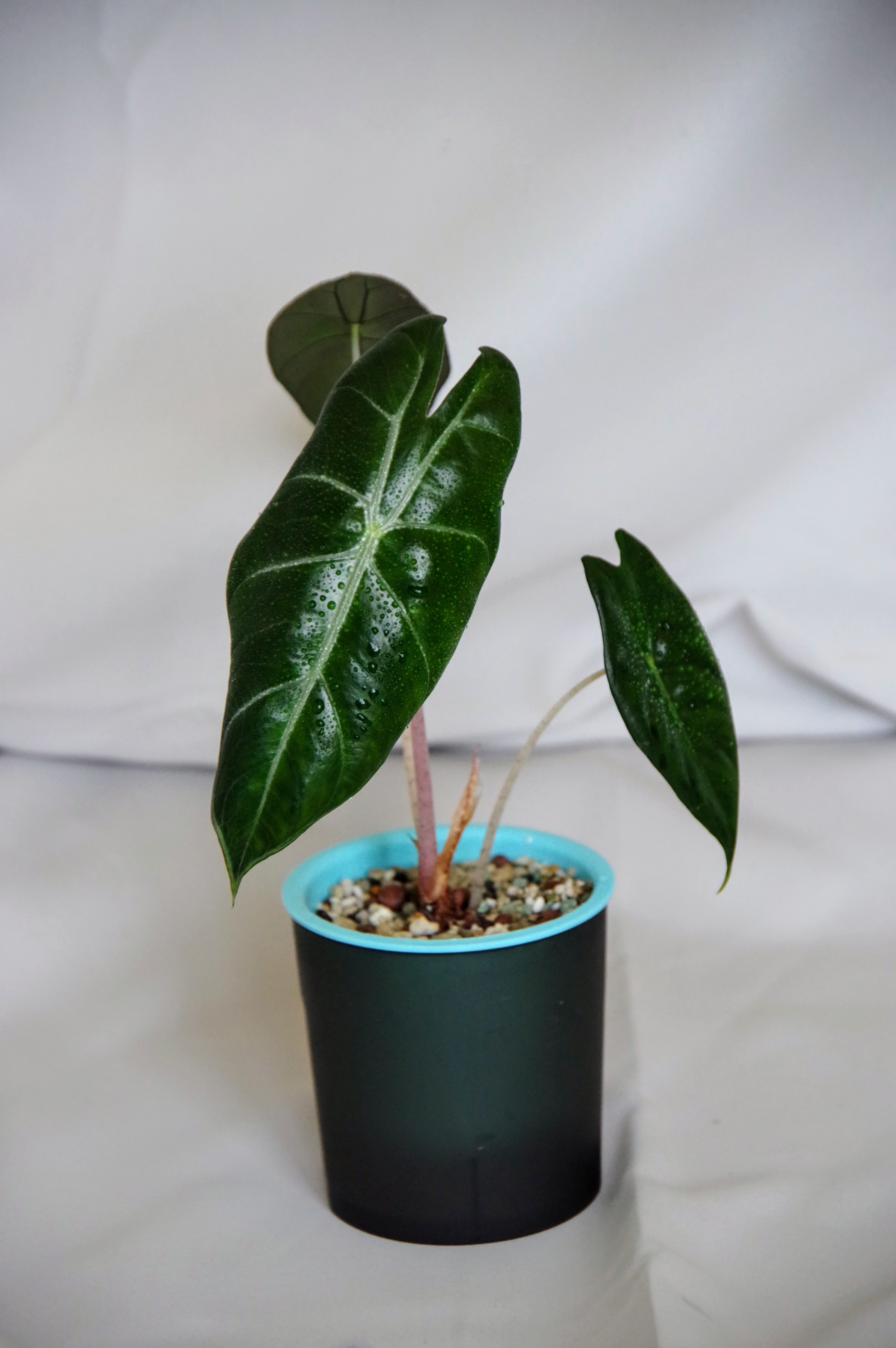 Alocasia Baginda 'Pink Dragon'